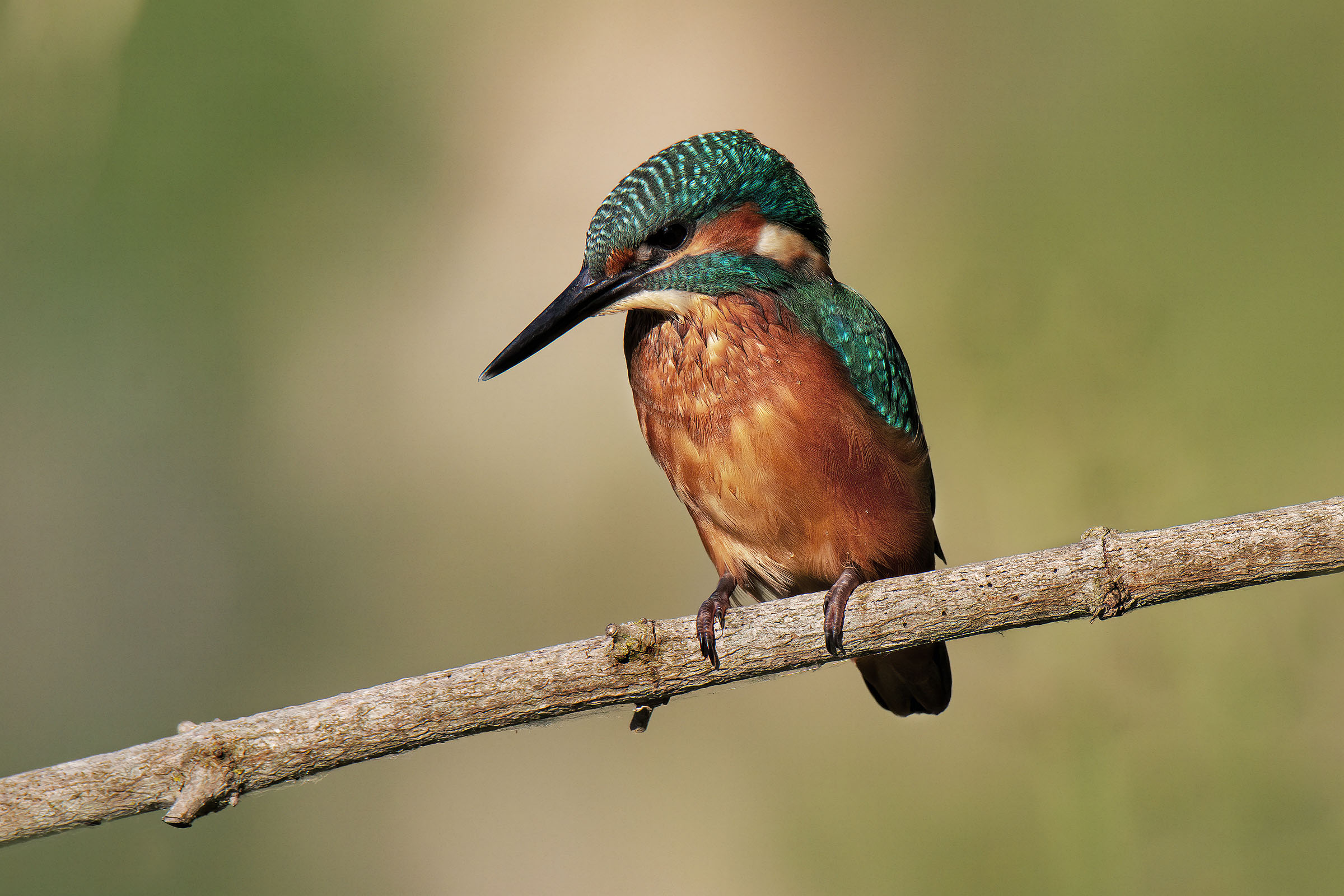 kingfisher