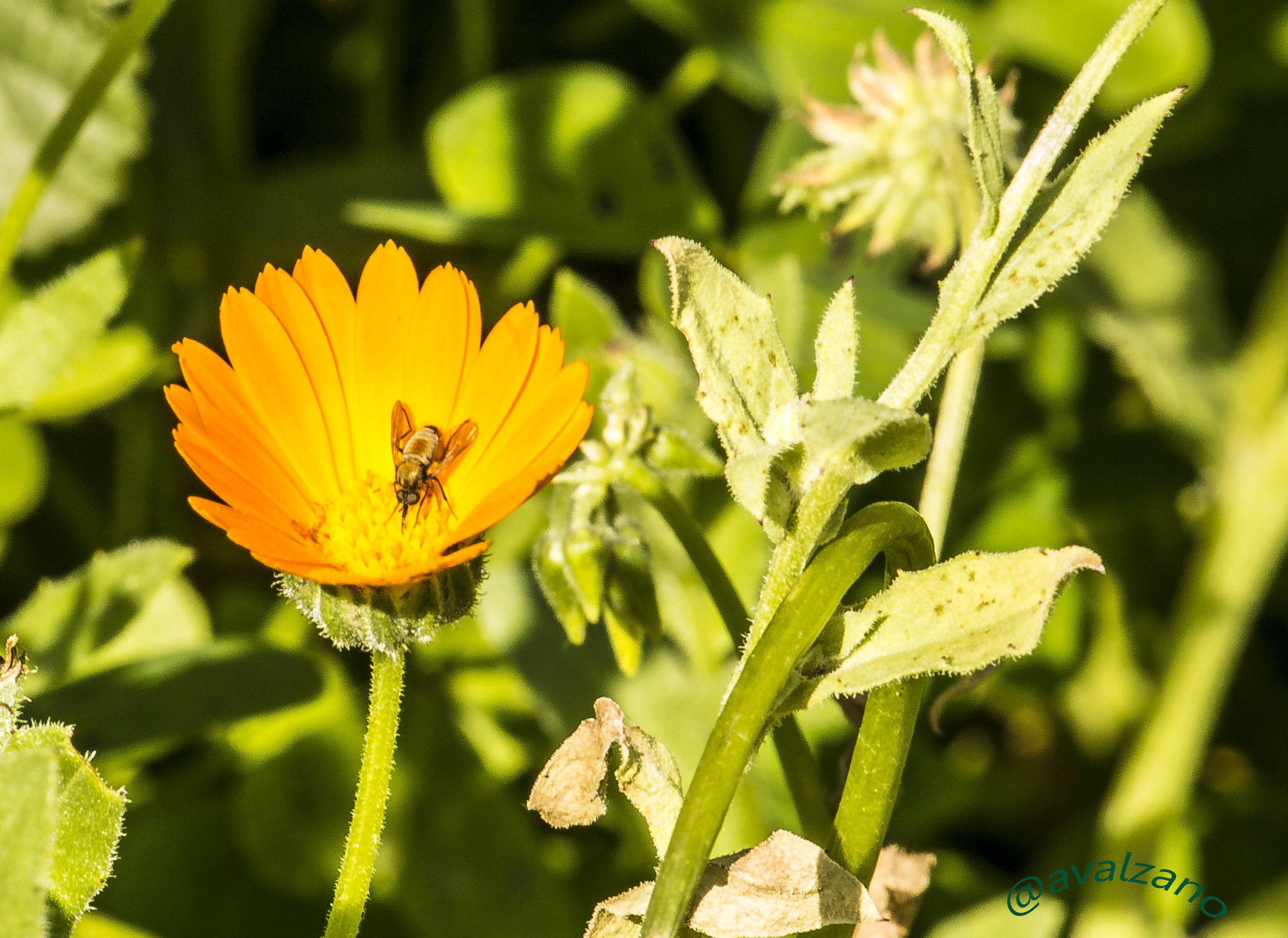 Shut up and .... fly ....