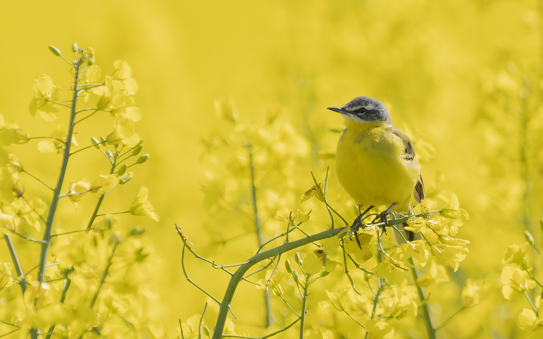 Gul Vipstjert i raps mark