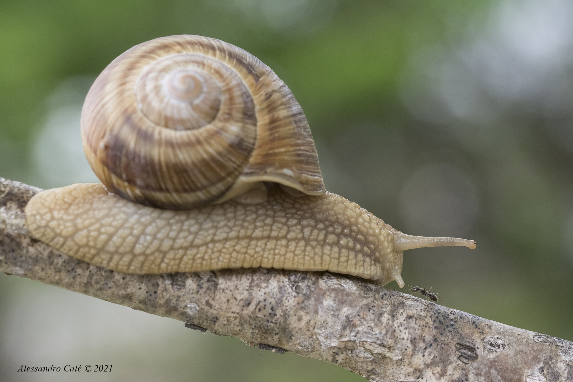 Il gigante e la formica 3240
