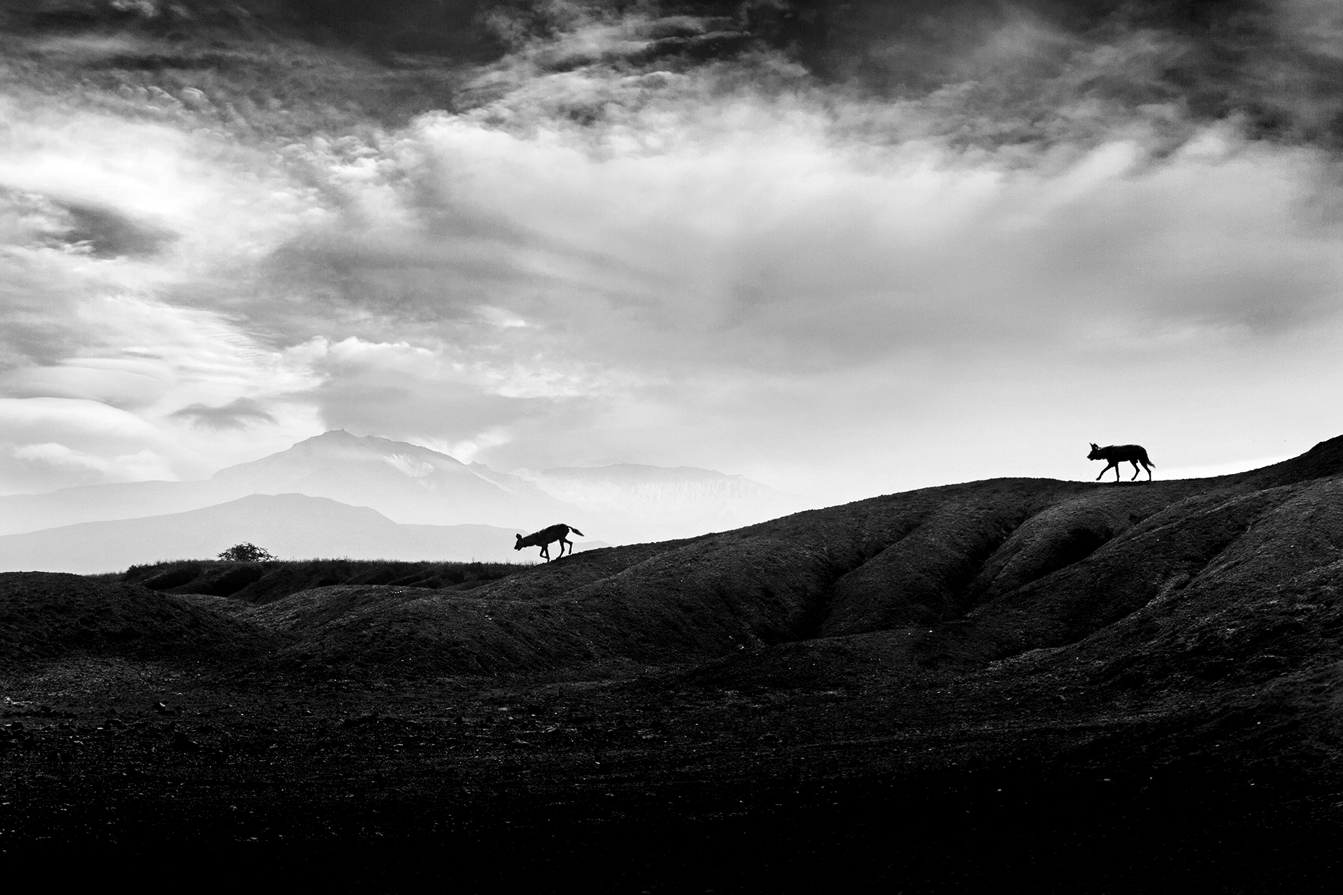 Hic sunt fera canes!