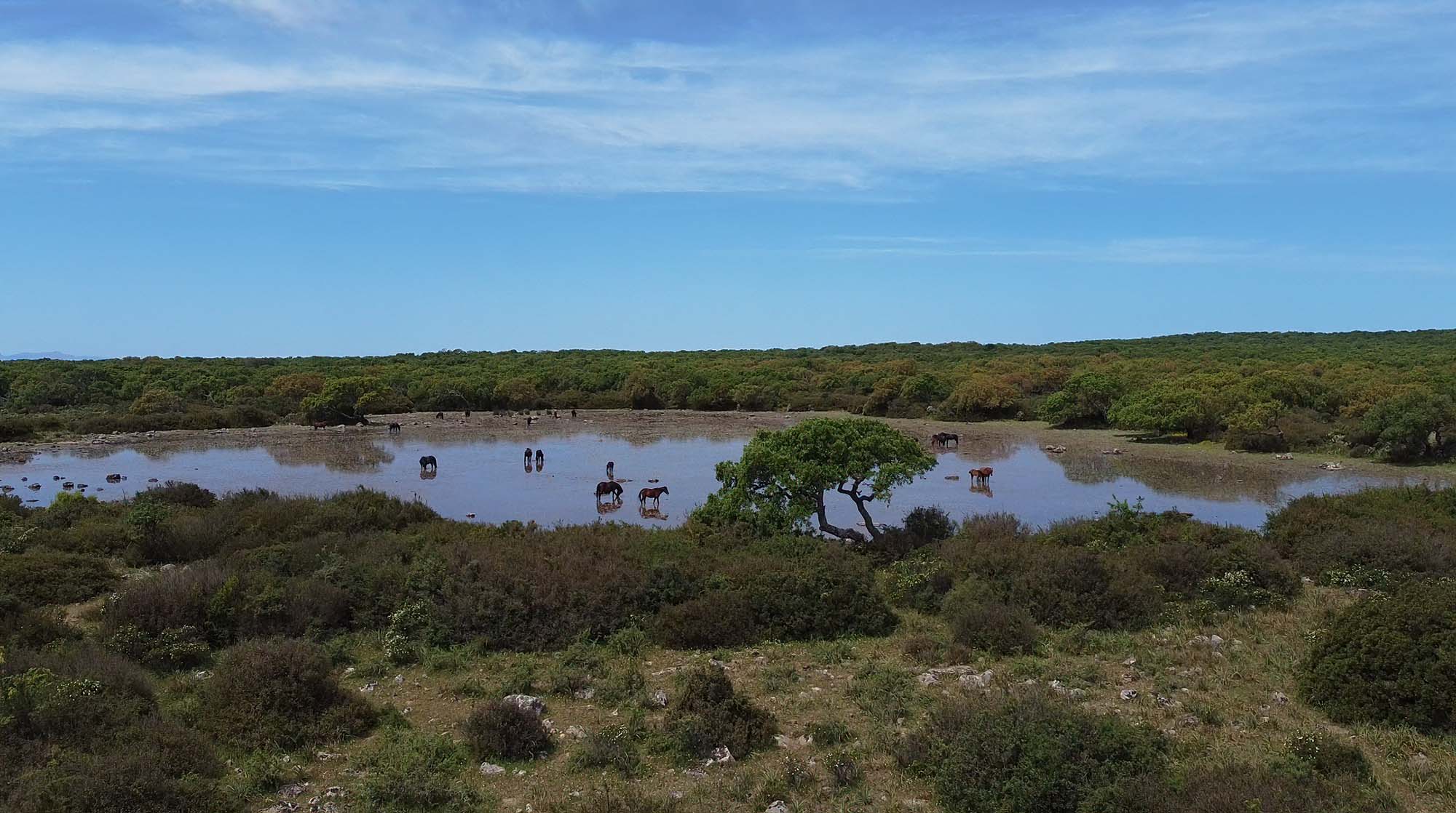 I cavallini della Giara di Gesturi