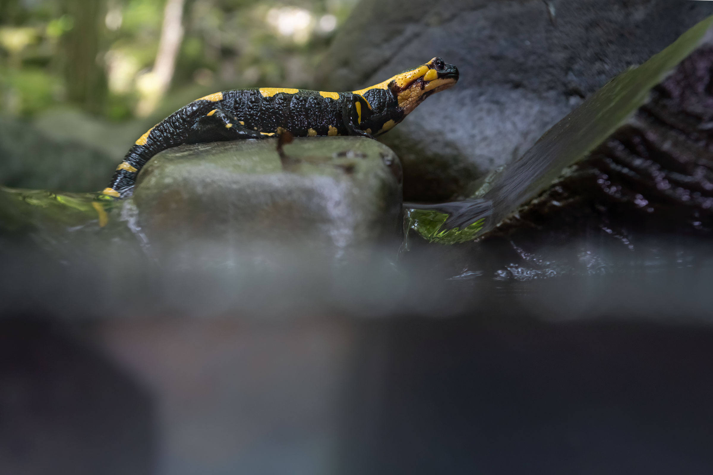 Salamander bit in the stream
