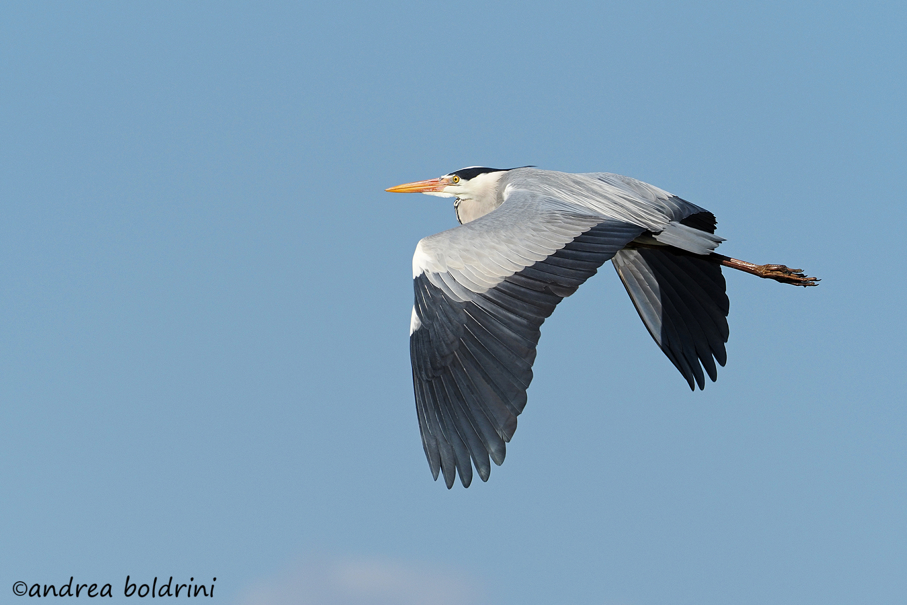 grey heron