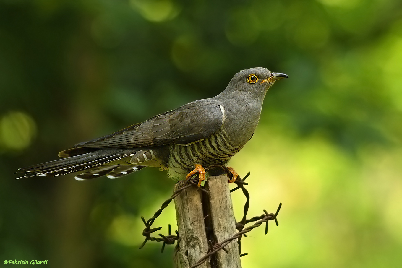 Cuculus canorus (Cuckoo m.)