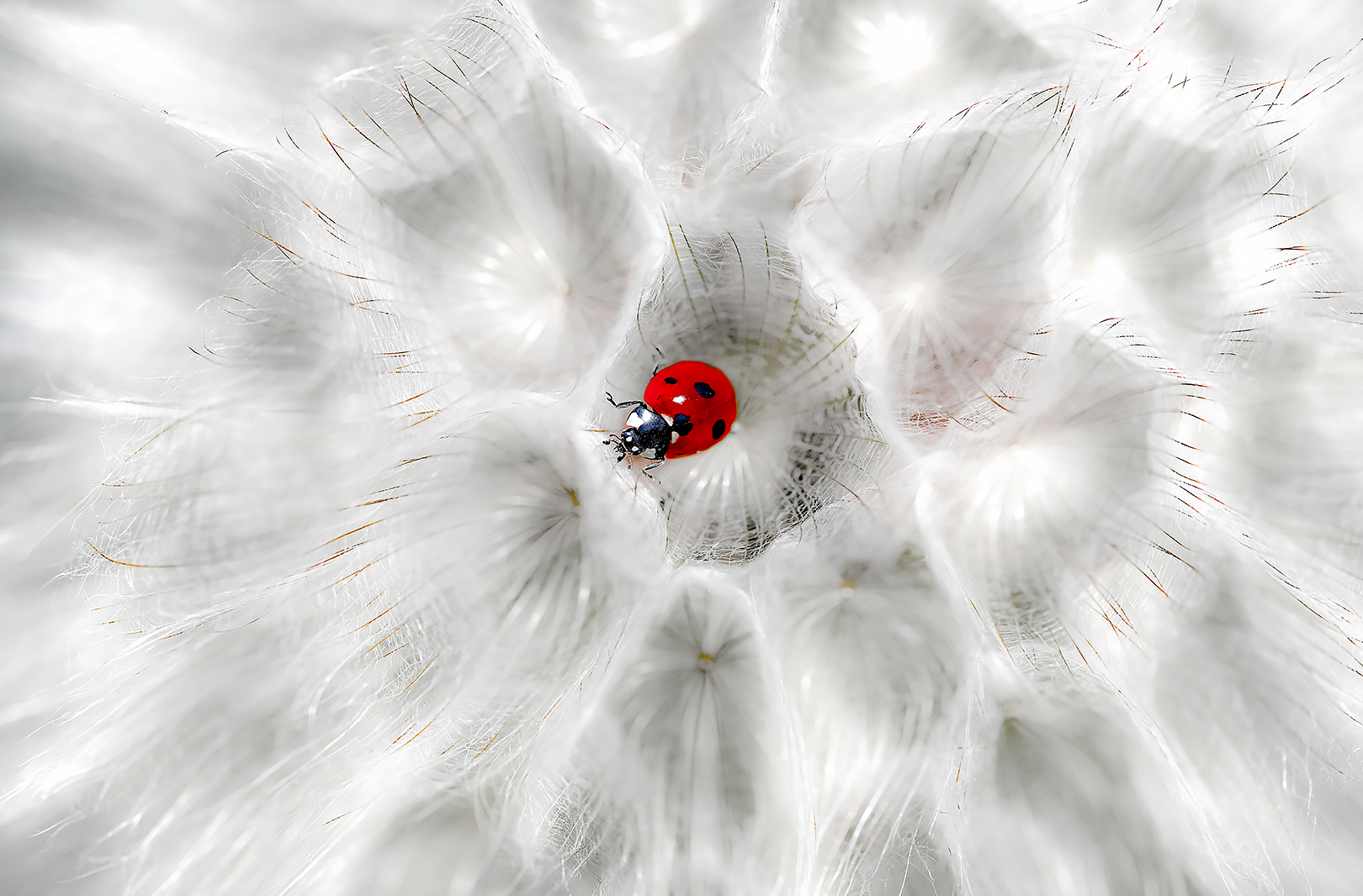 Supernova.
