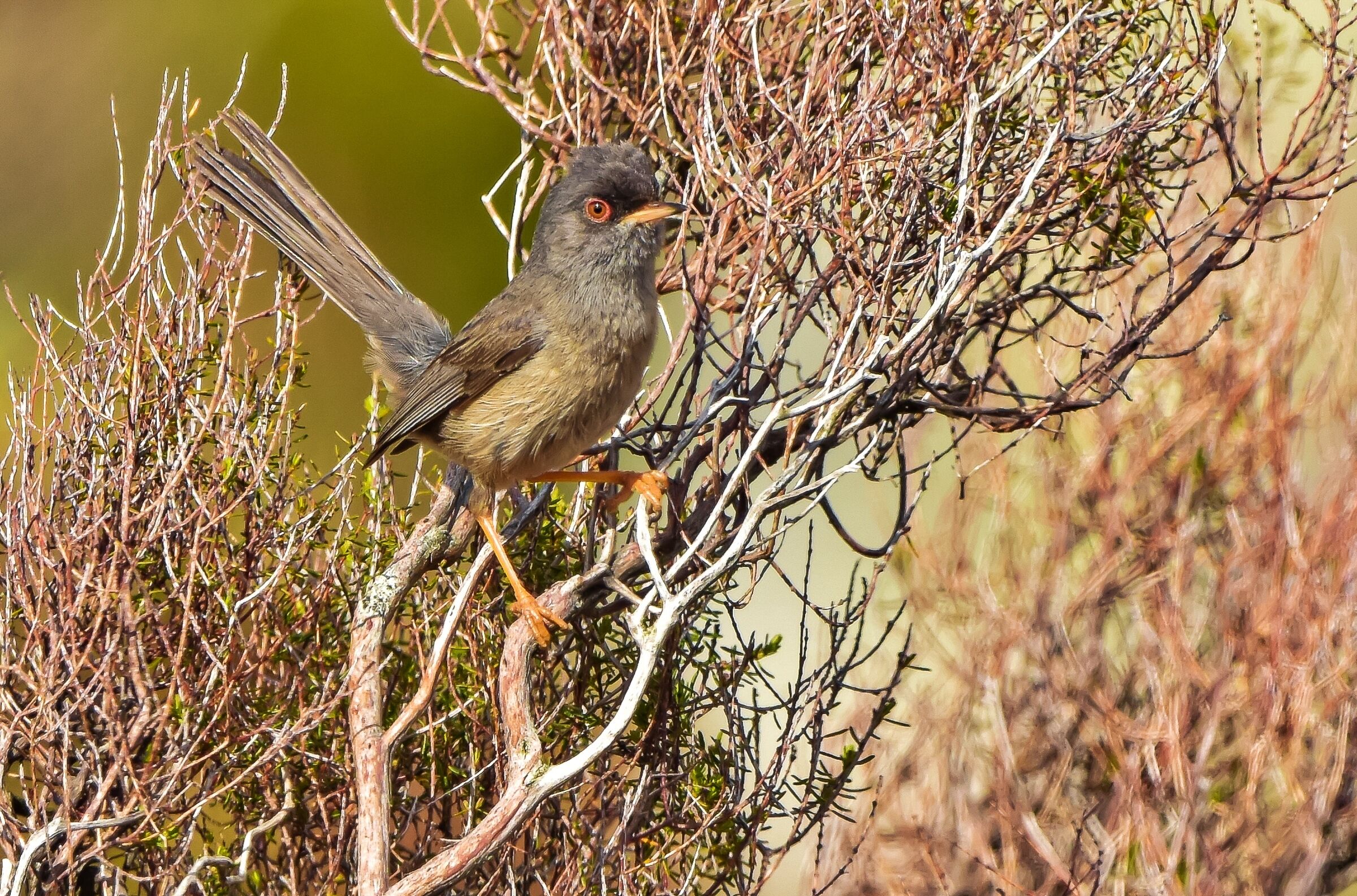 The Sardinian Magnanine