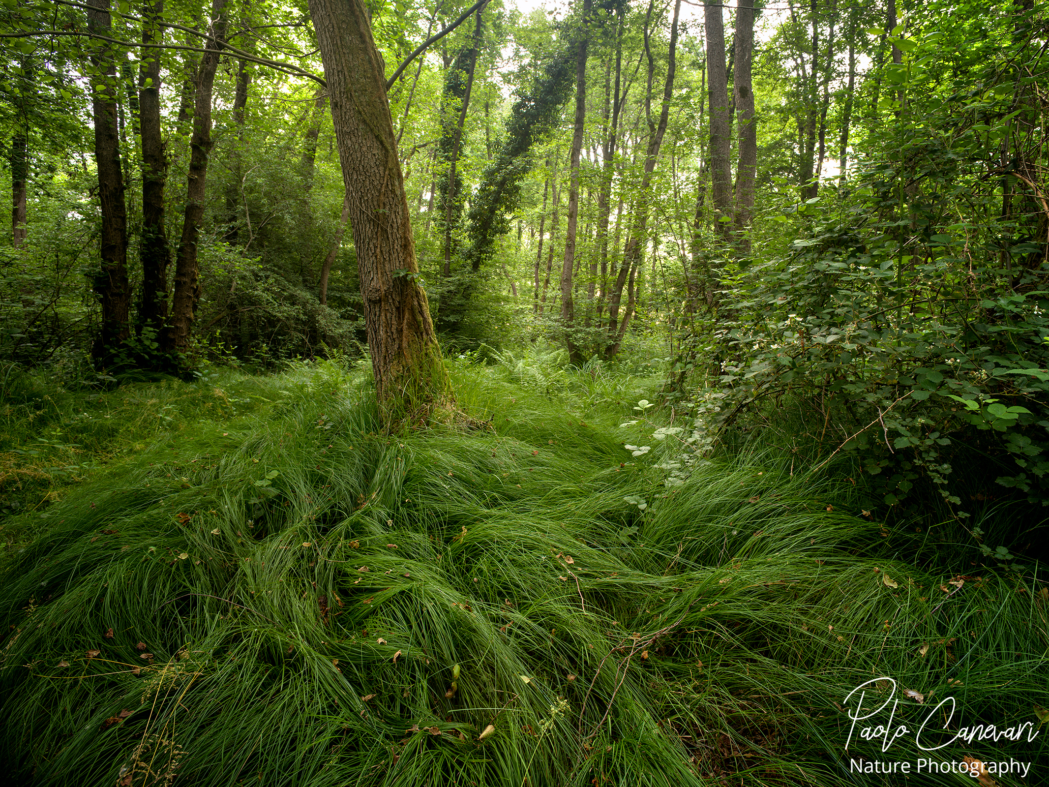 Welcome to the Jungle