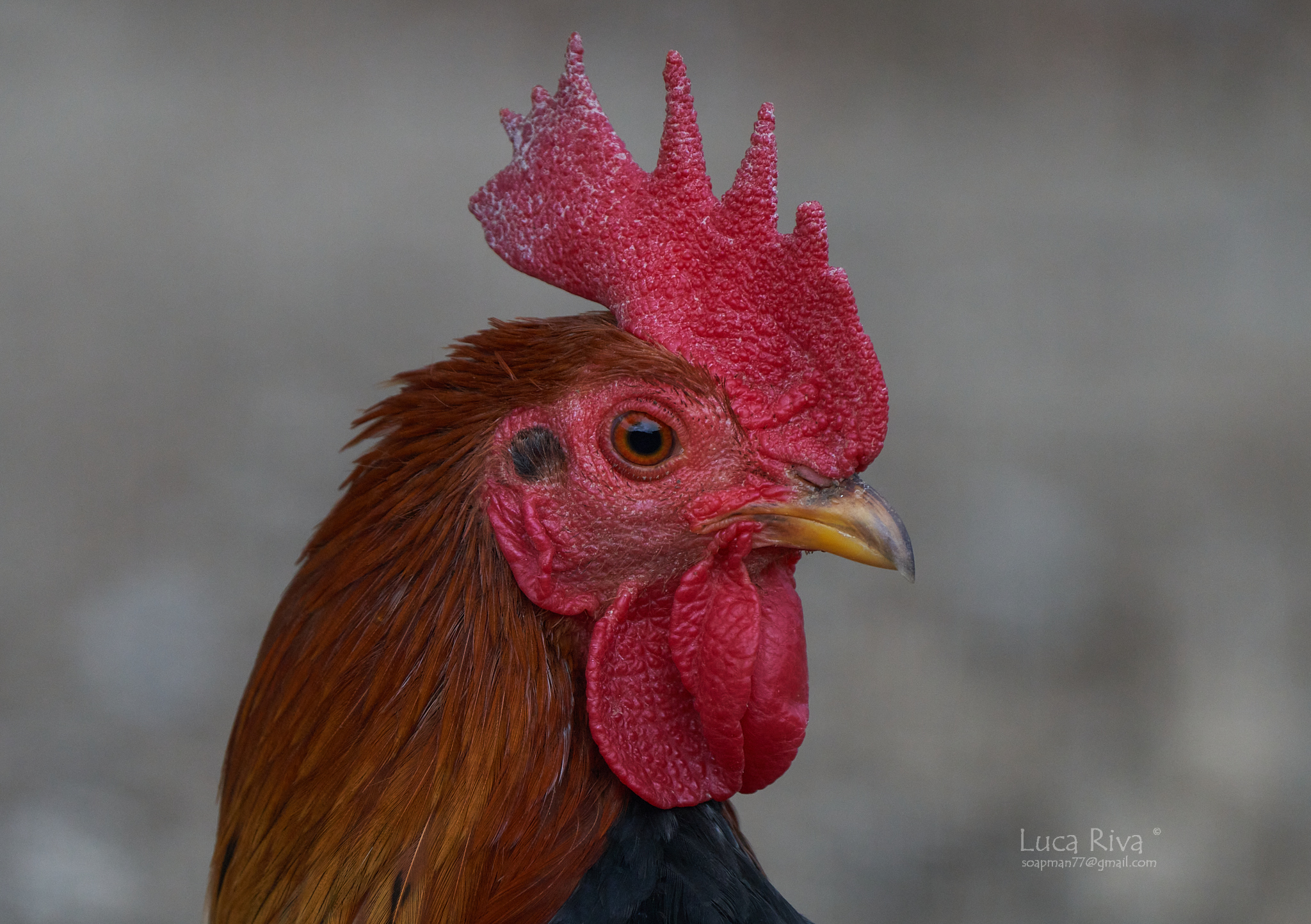 Personaggi domestici