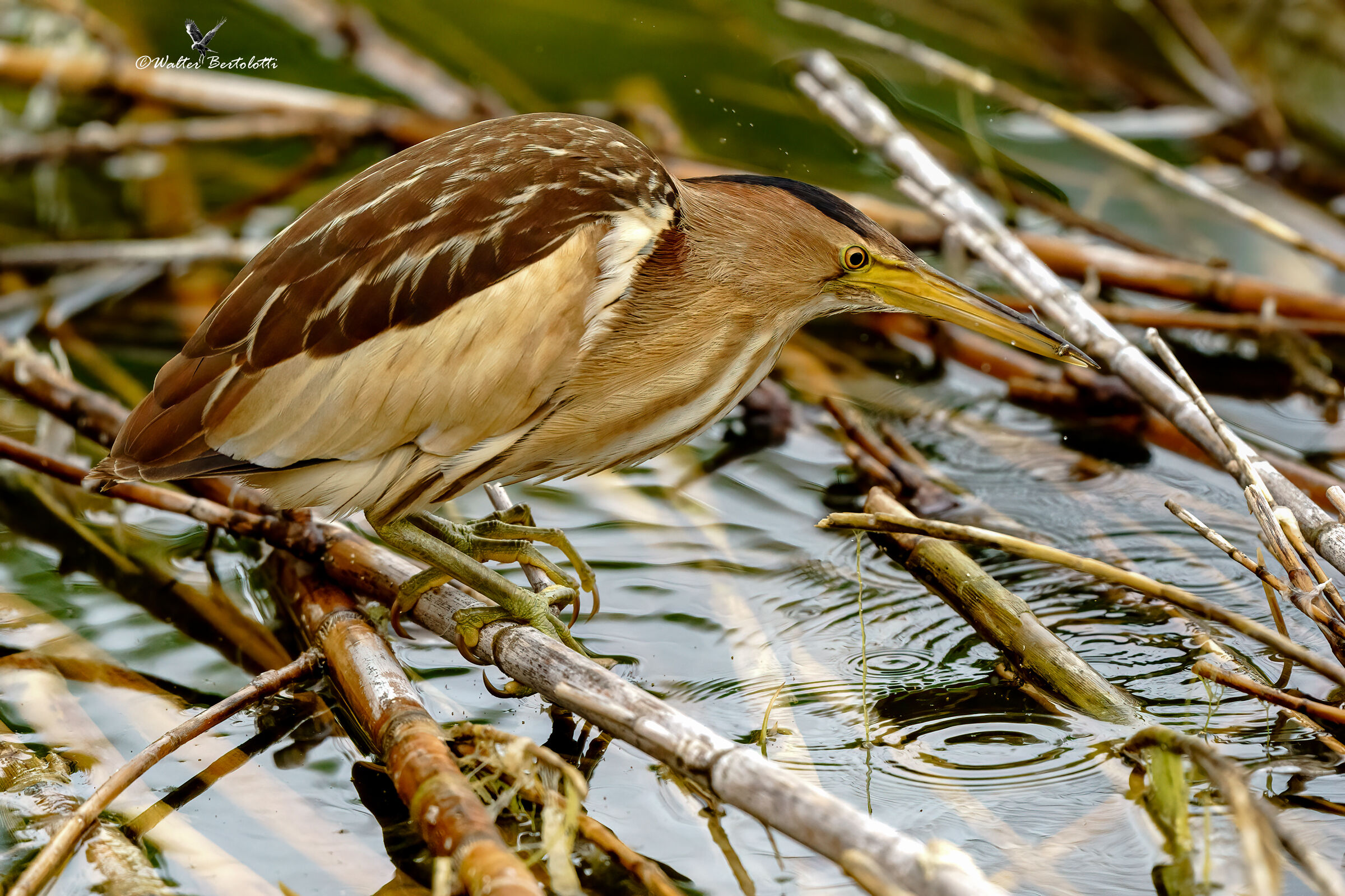 tarabusino in caccia