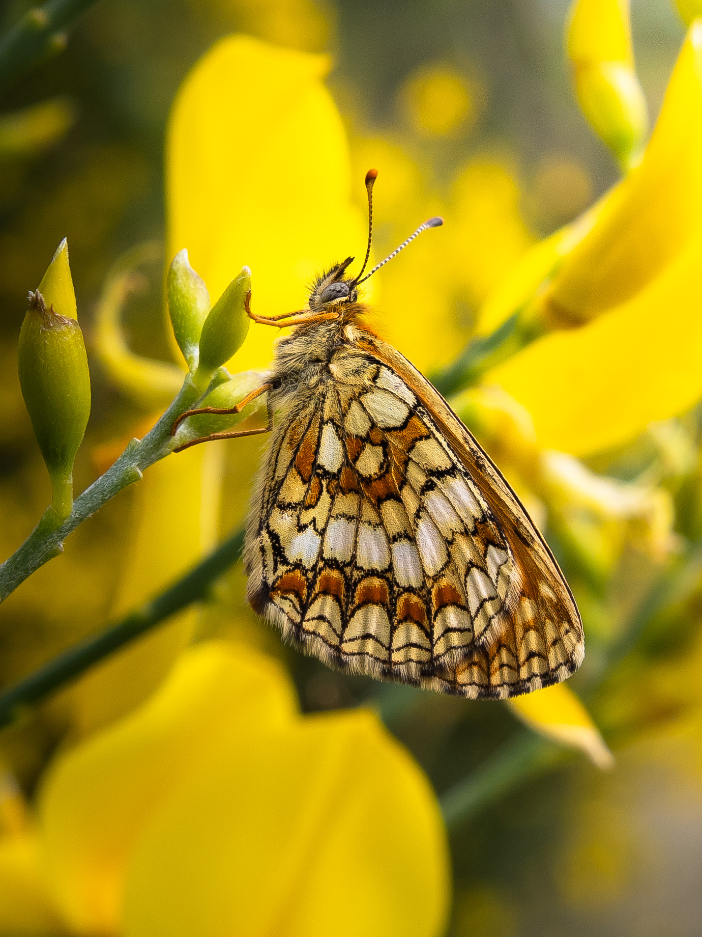 Melitaea athalia