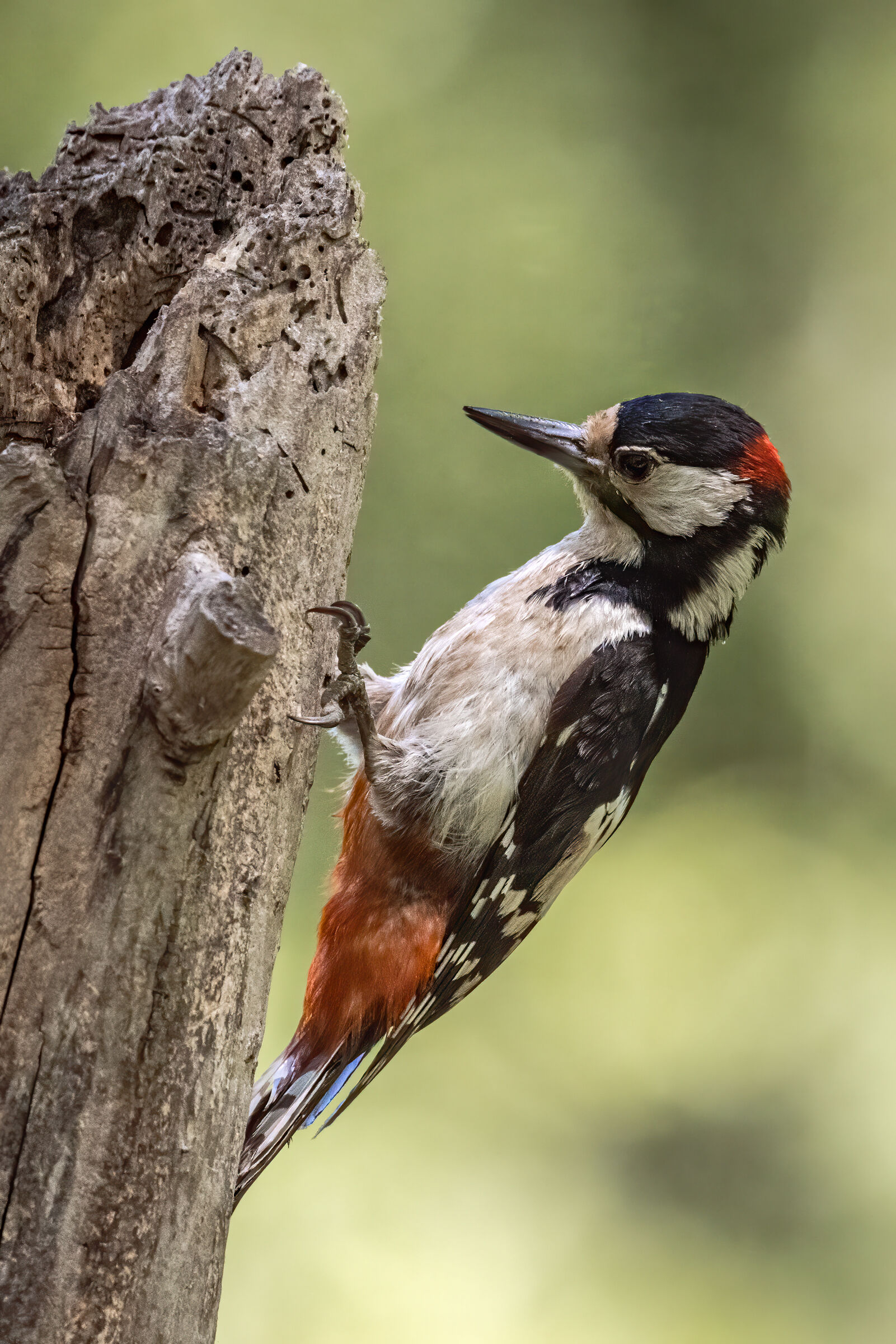 Picchio rosso maggiore n.4