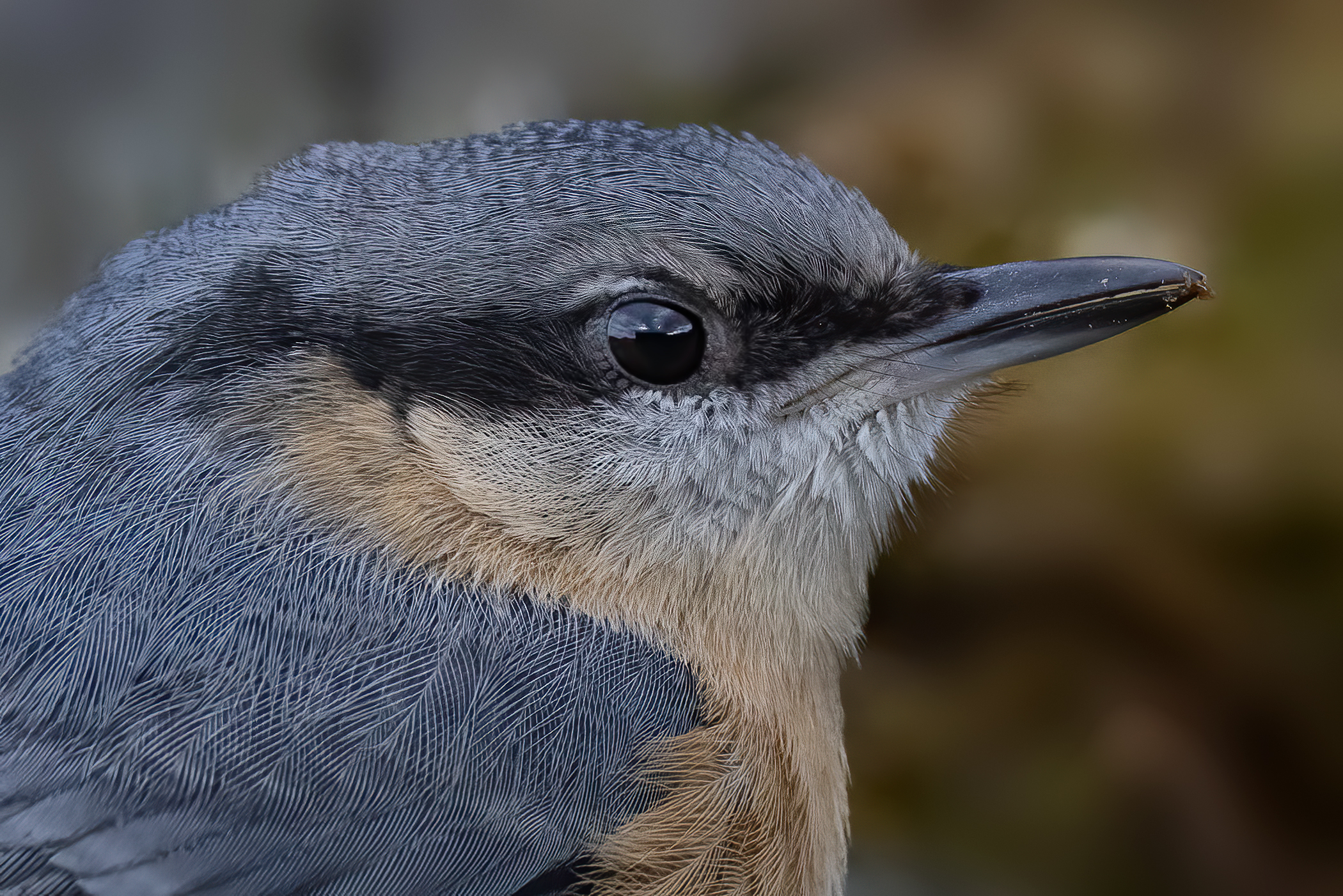Picchio muratore molto da vicino