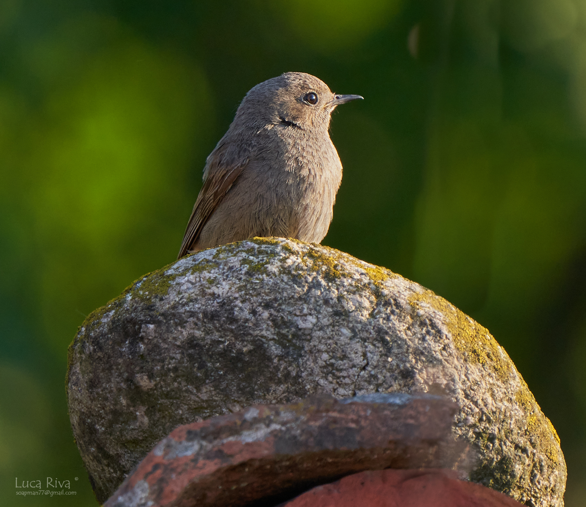 Codirosso spazzacamino f