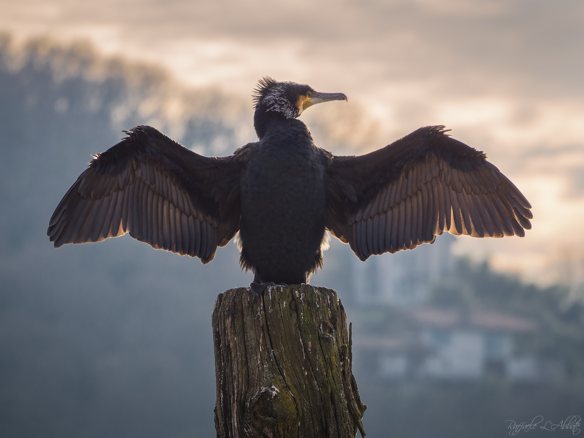 Cormorano al sole