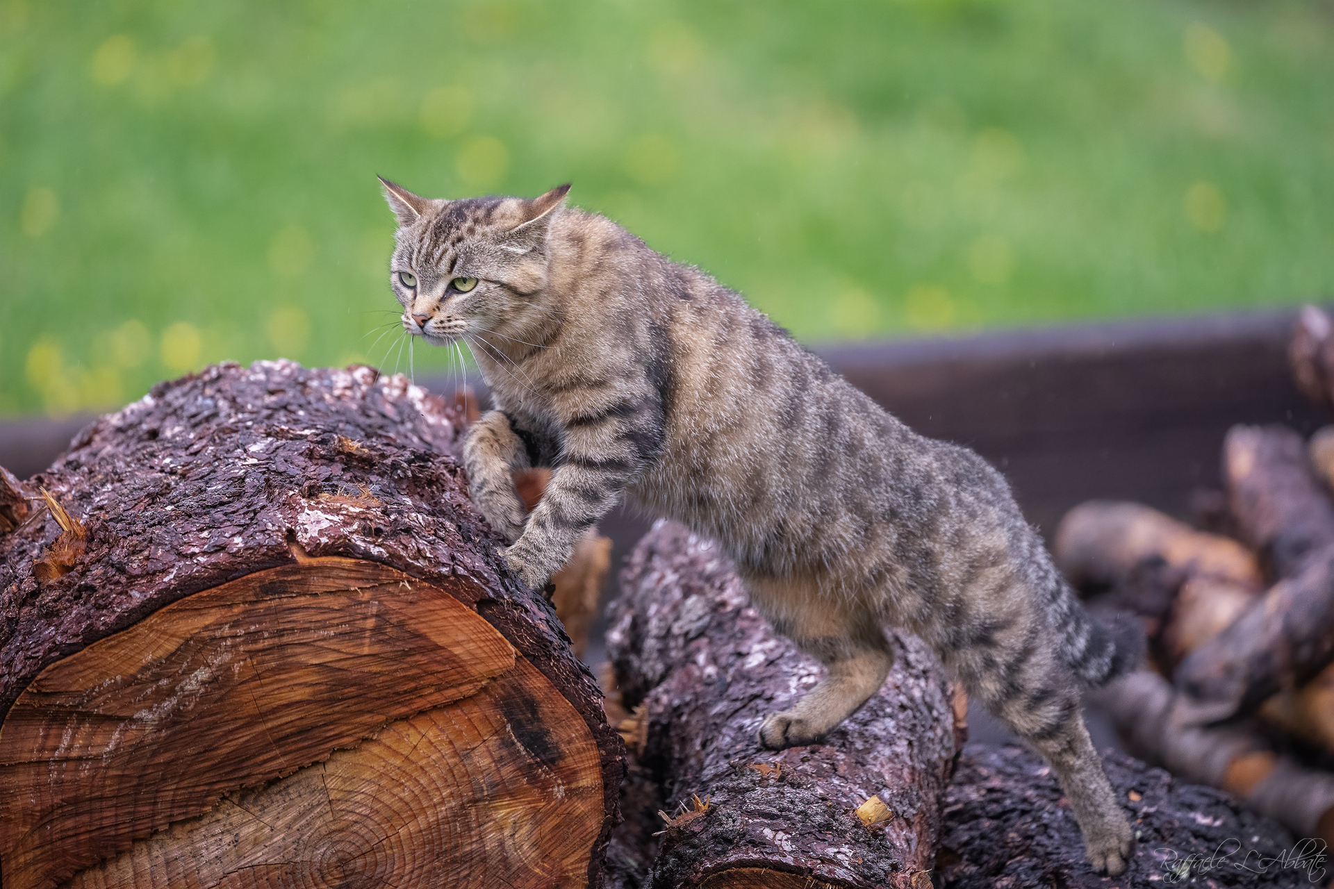 La gatta in caccia di cibo