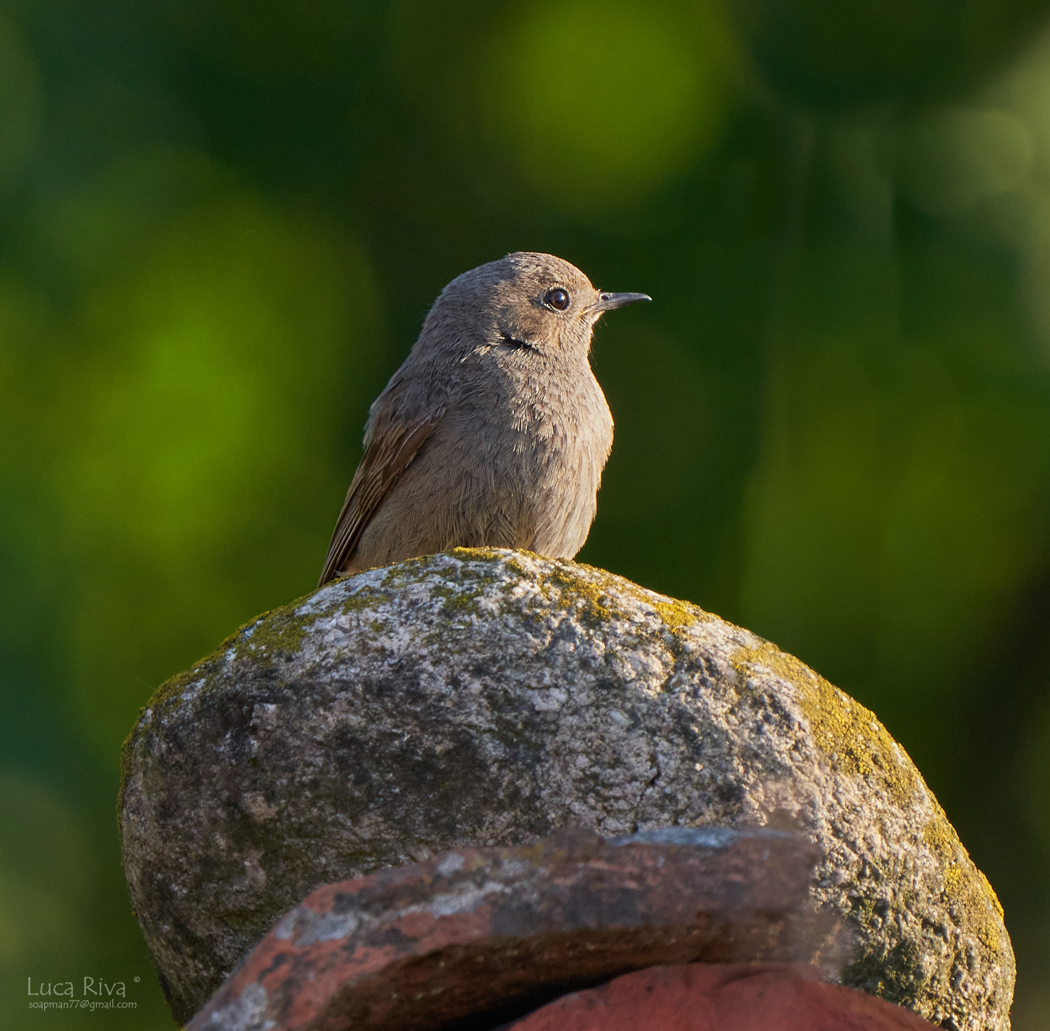 Codirosso spazzacamino f