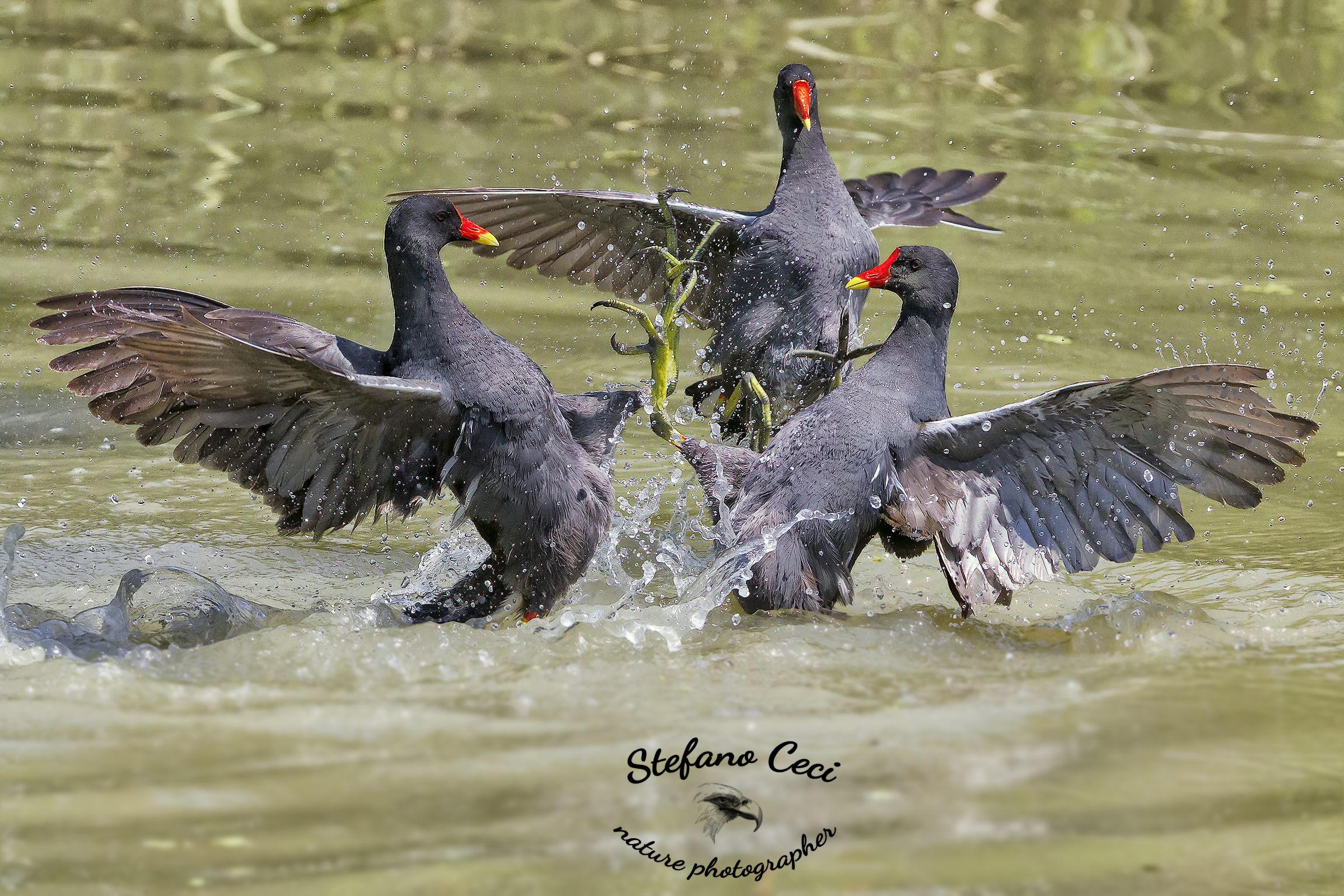Gallinelle litigio a tre