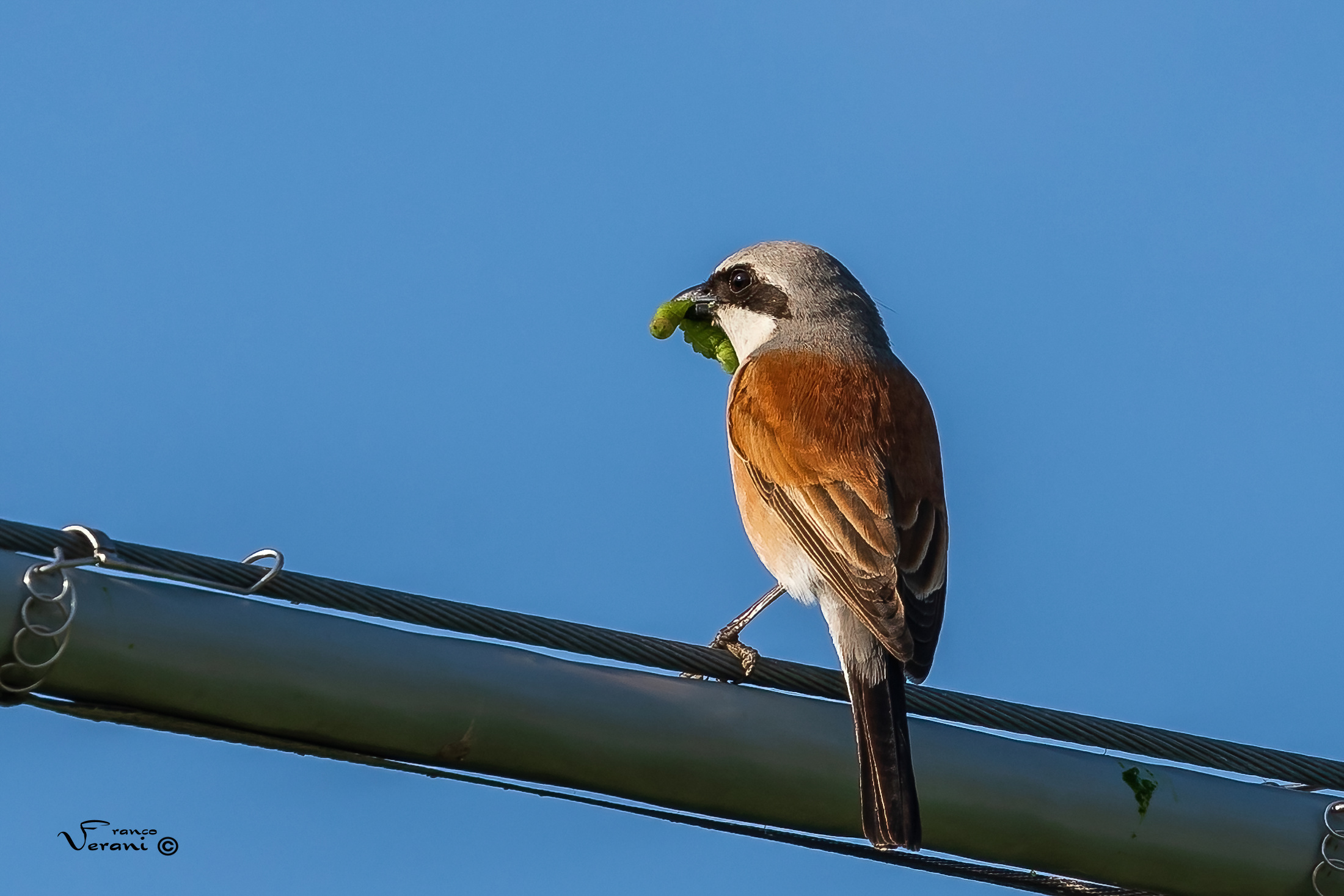 Having Minor with prey