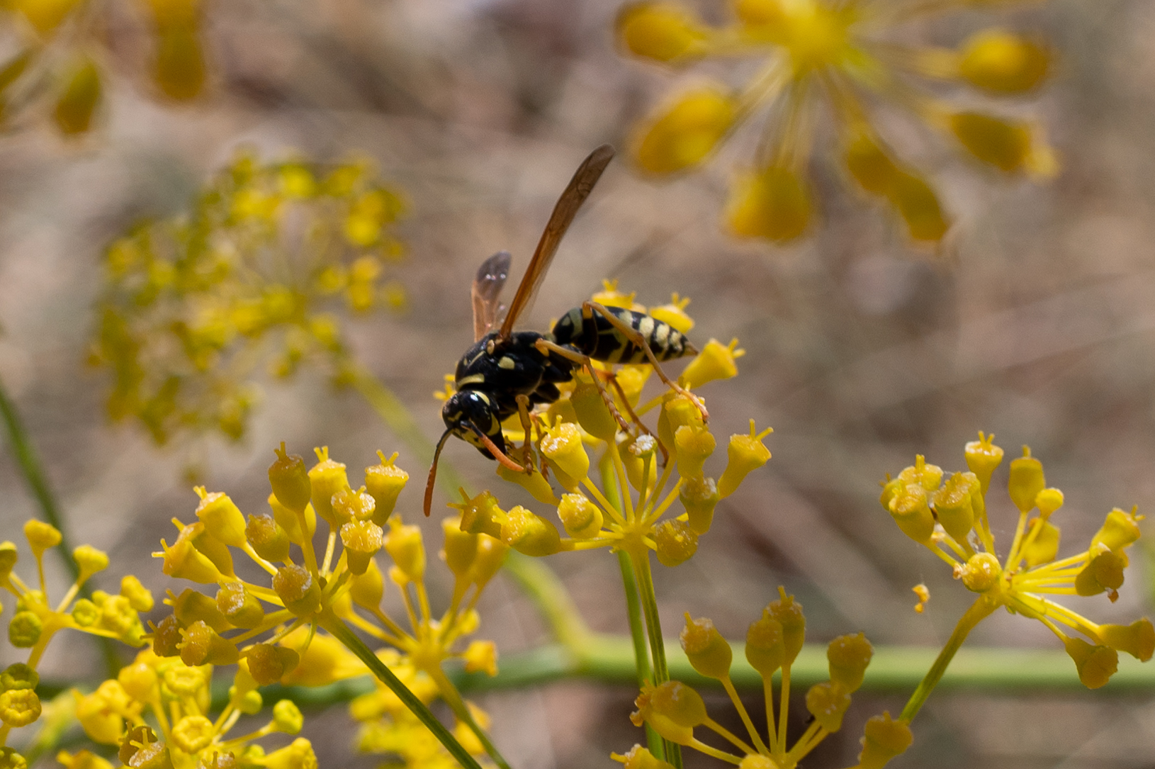 The Wasp