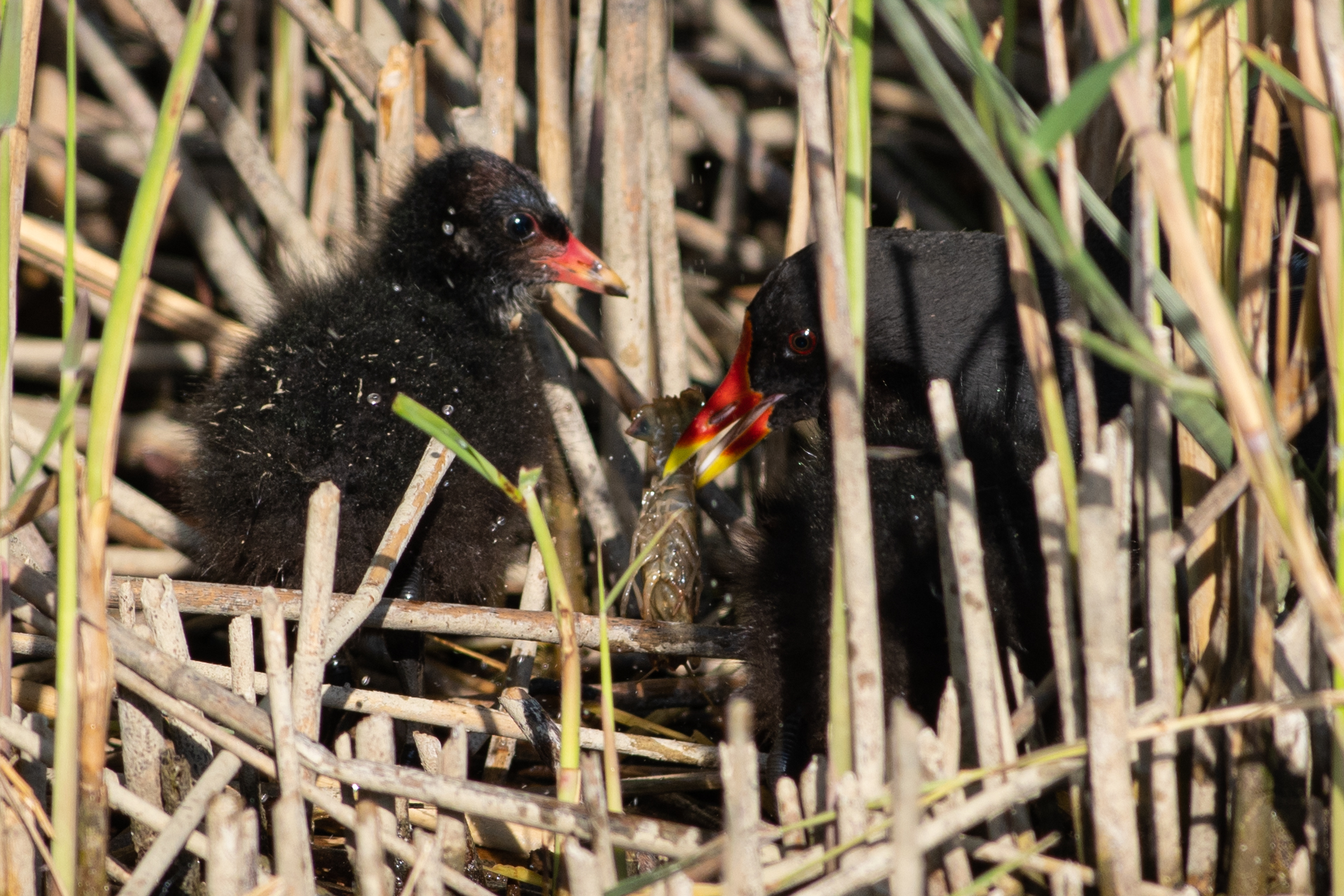 Water gallinule