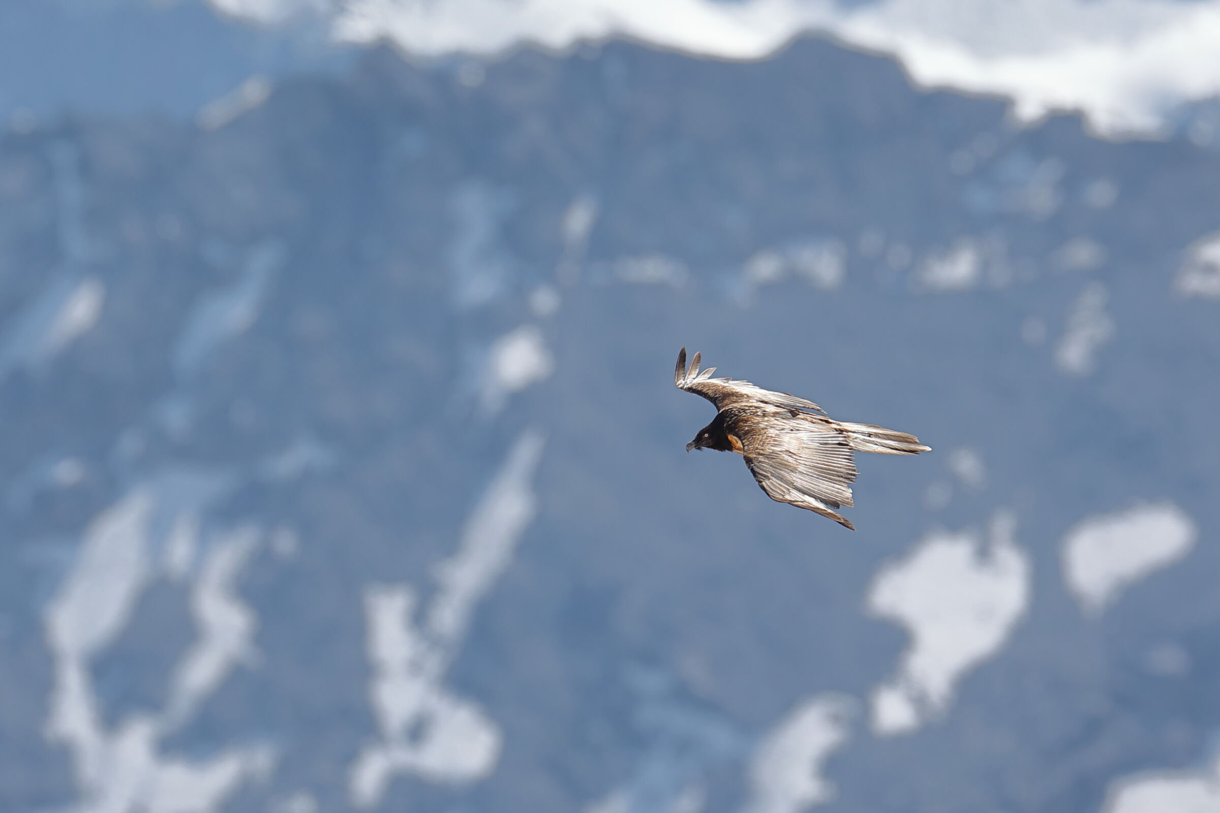 Primo Gipeto di stagione