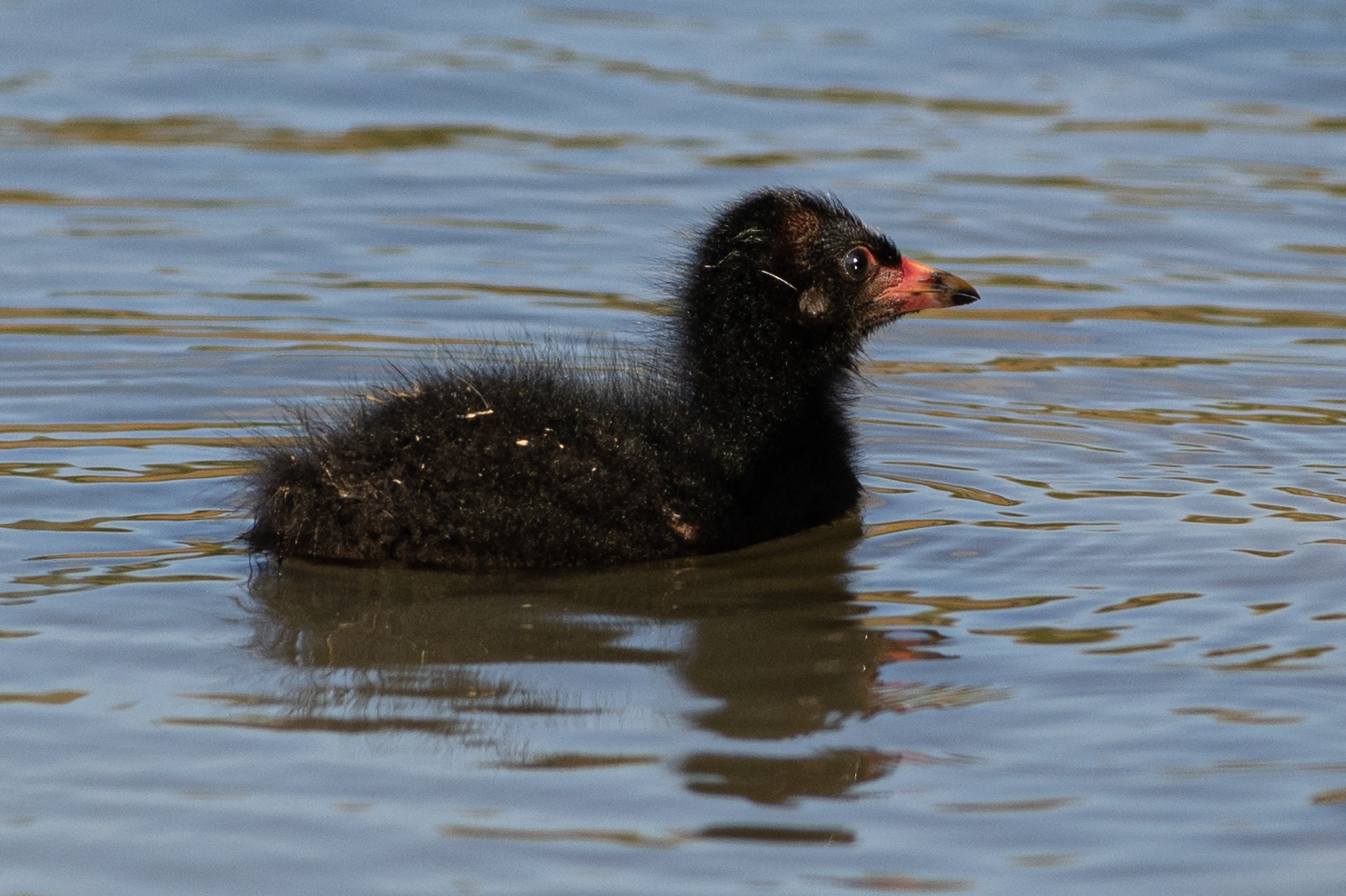 Pullo di Gallinella d'Acqua