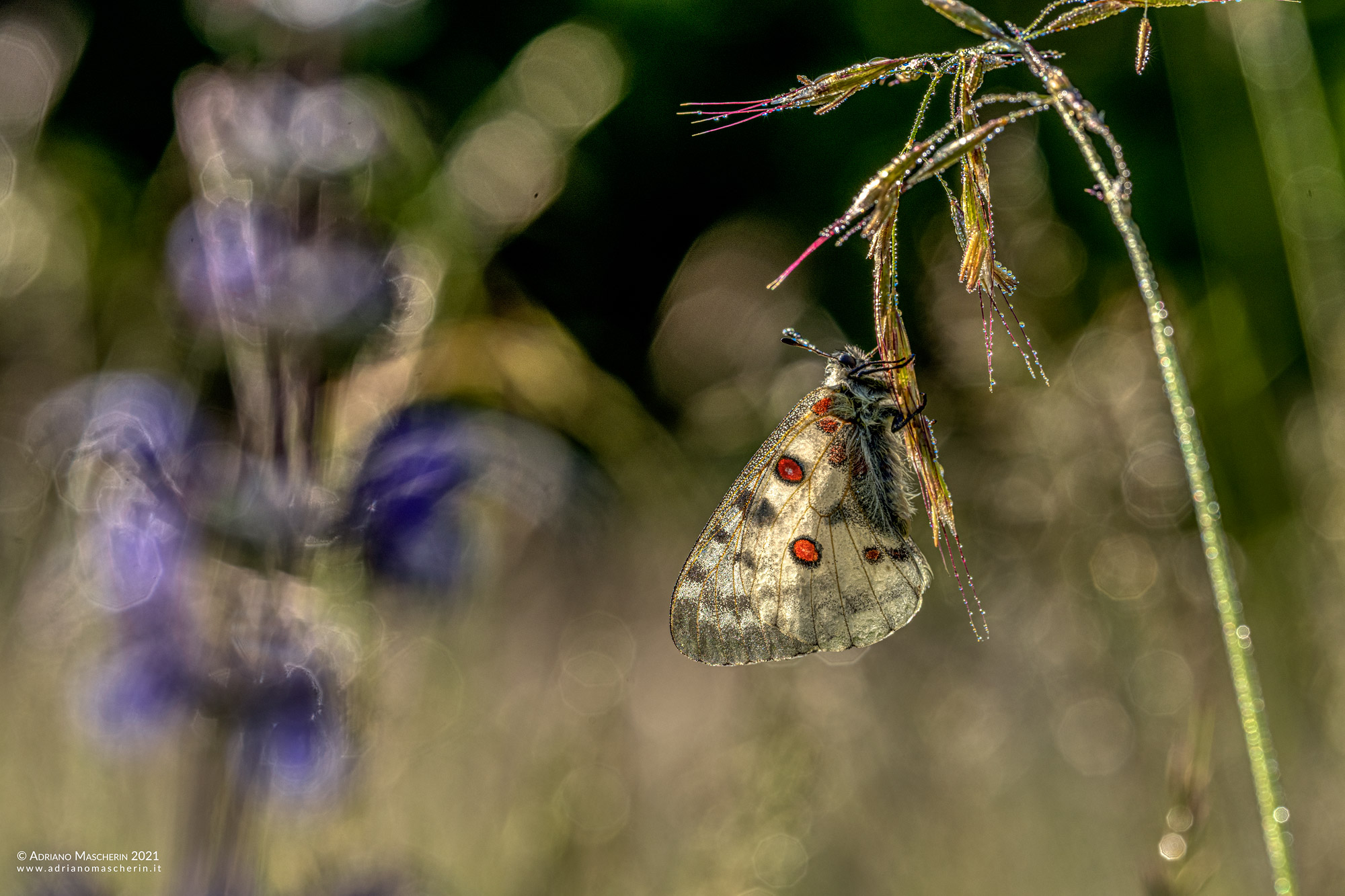 Parnassius Apollo