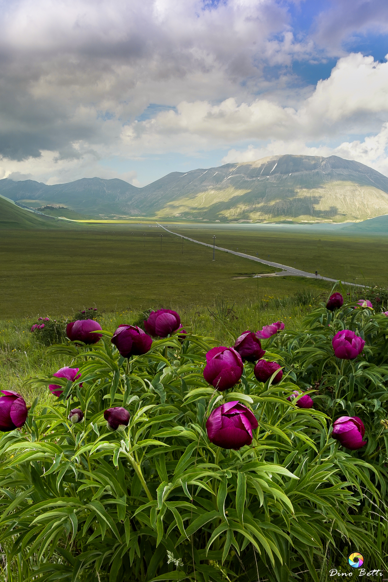 The Peonies of Castelluccio