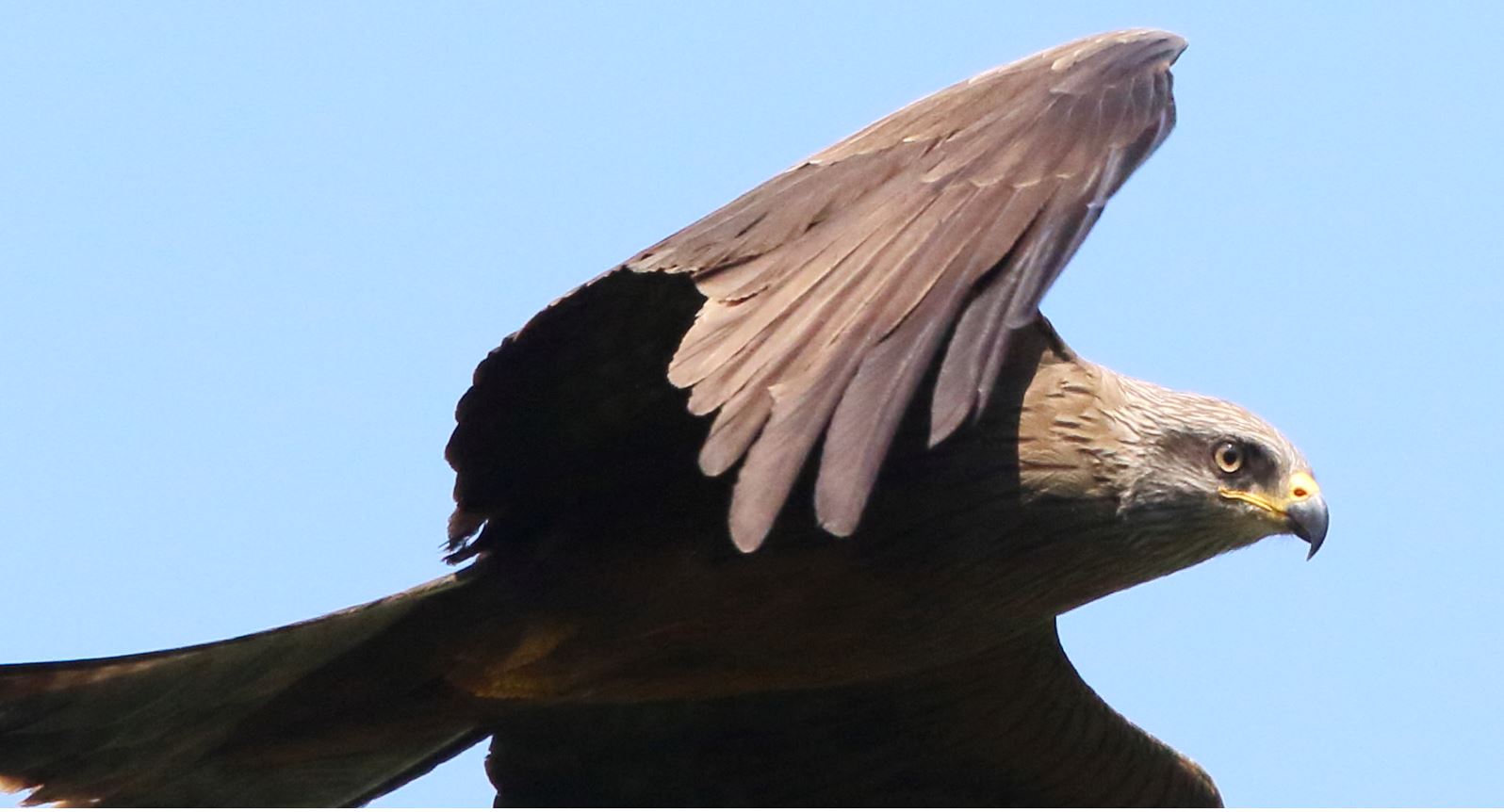 portrait of brown kite shot of 12-06-2021