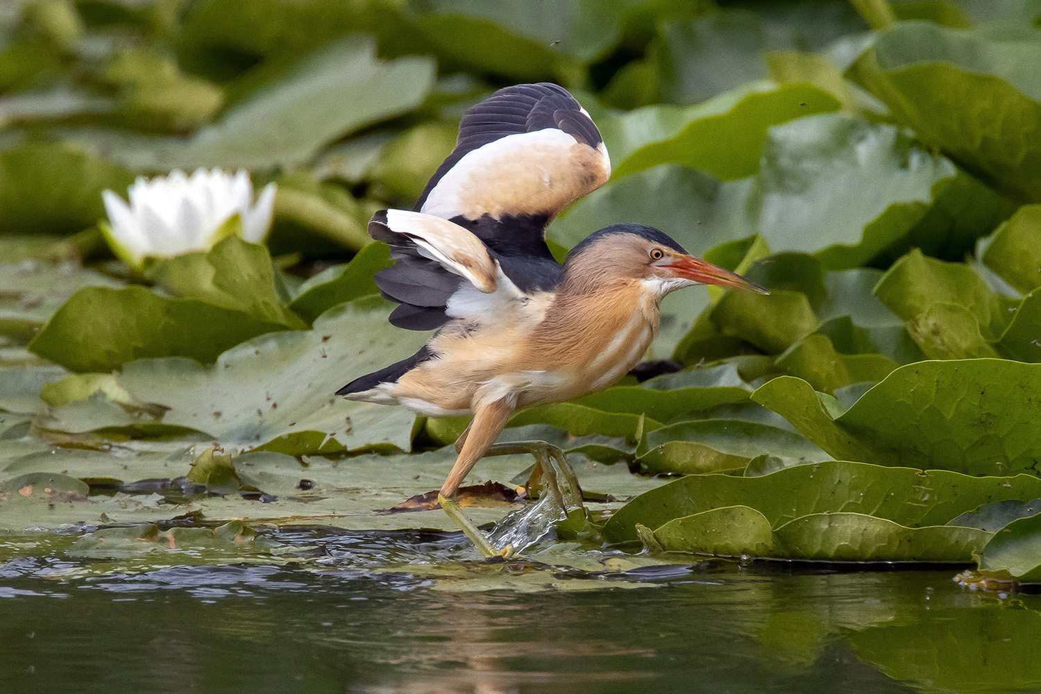 little bittern