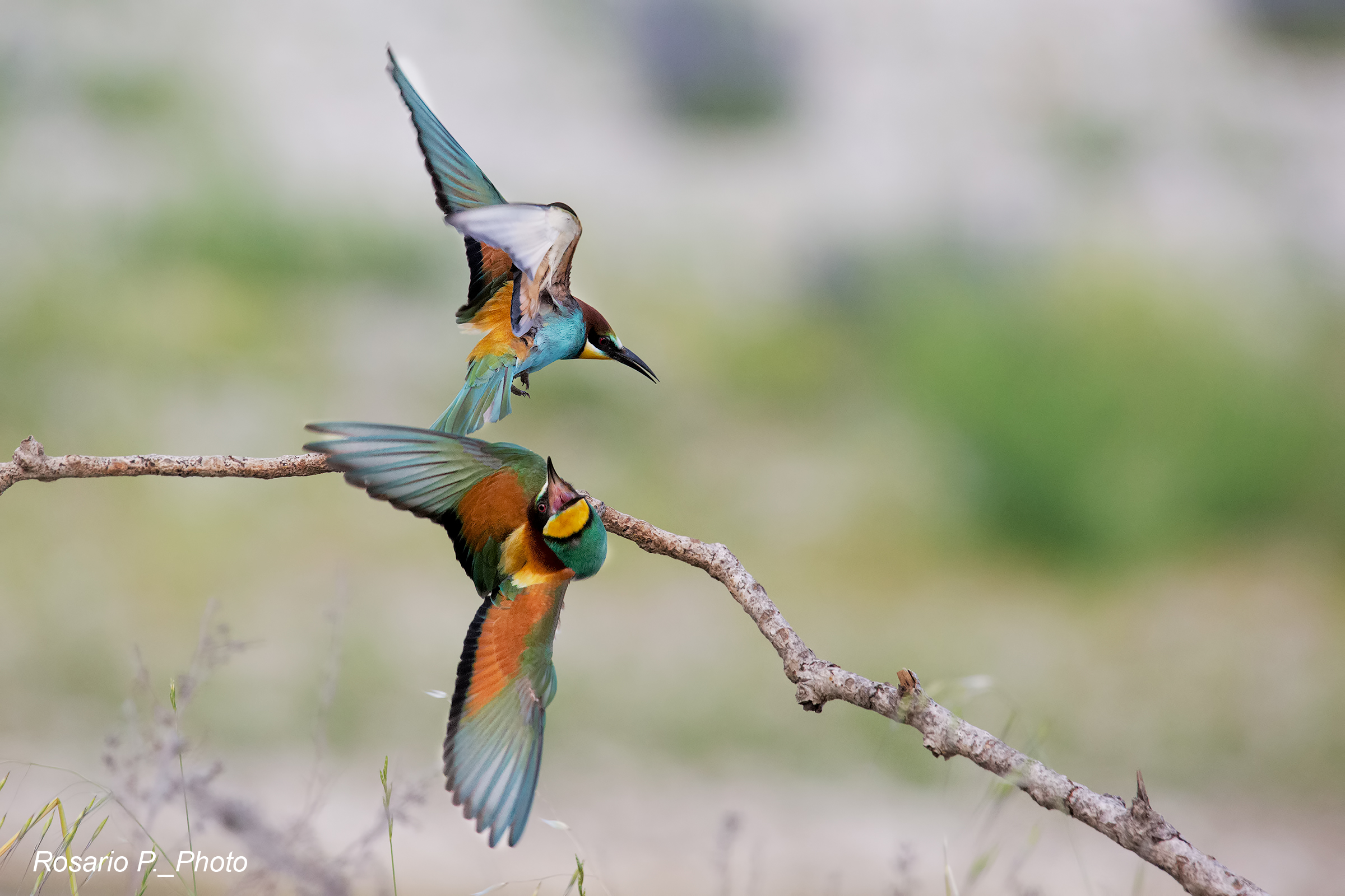 Quarrel between grunts