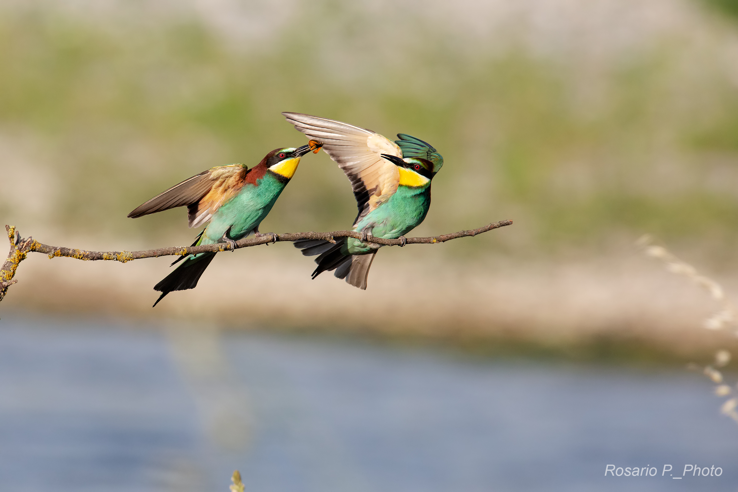 Mr Gruccioni. Gift offering