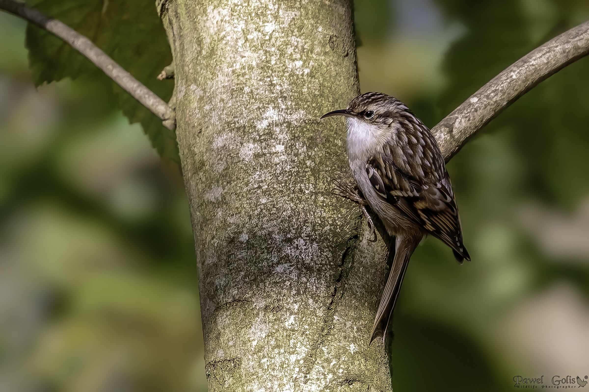 Treecreeper (Certhia familiaris)