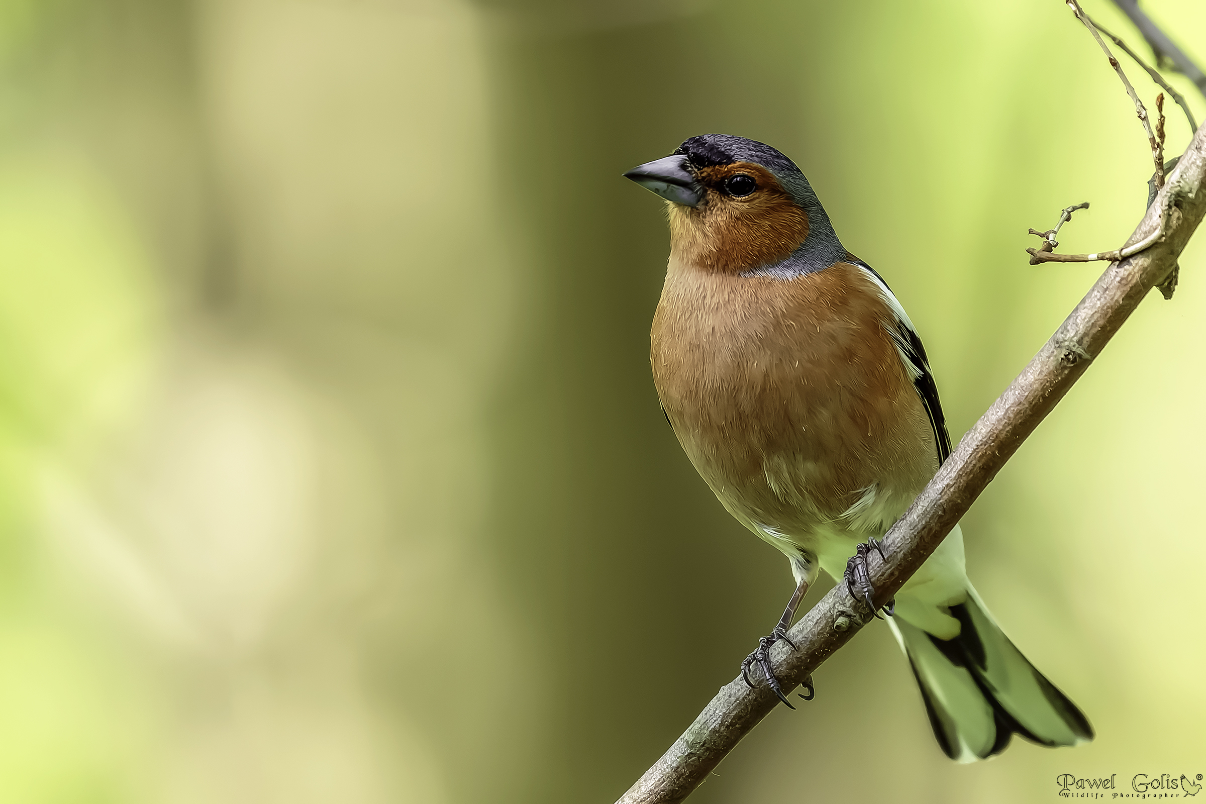Chaffinch comune (Fringilla coelebs)