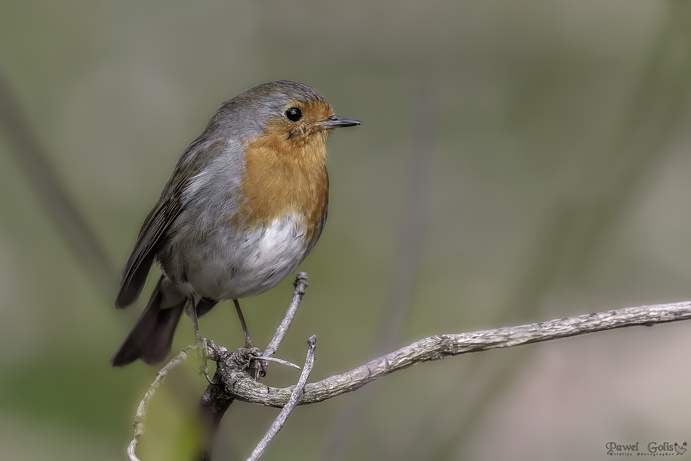 Pettirosso europeo (Erithacus rubecula)