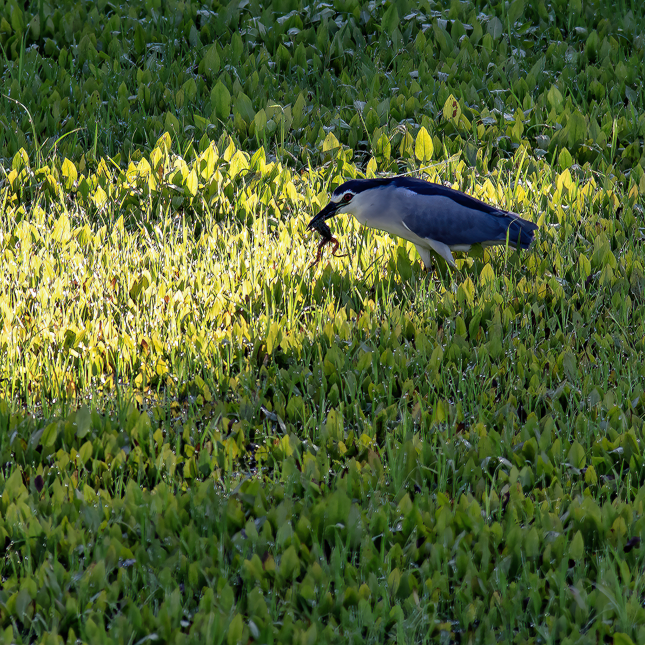 Bel colpo, complimenti