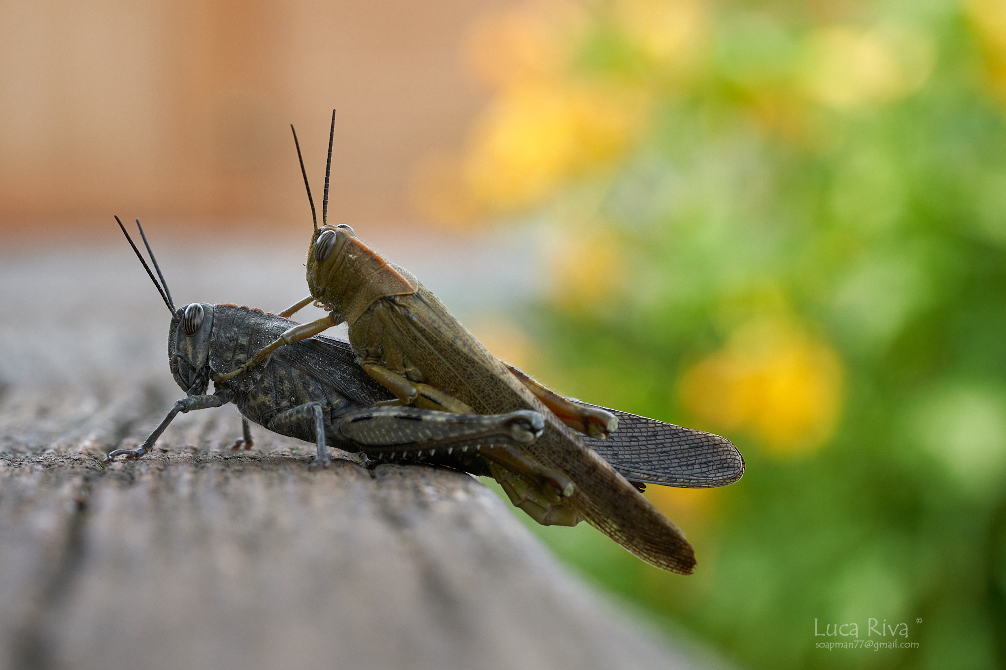 Cavallette in accoppiamento