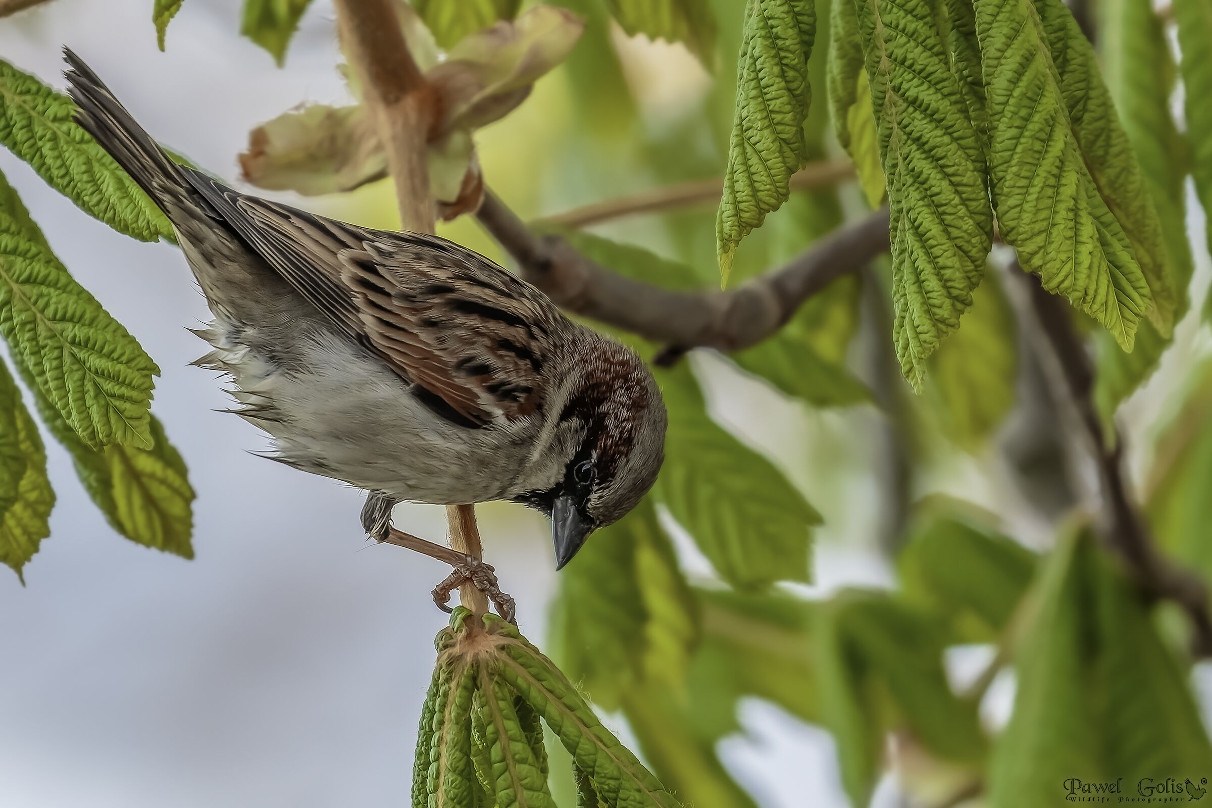 Passero domestico (Passer domesticus)