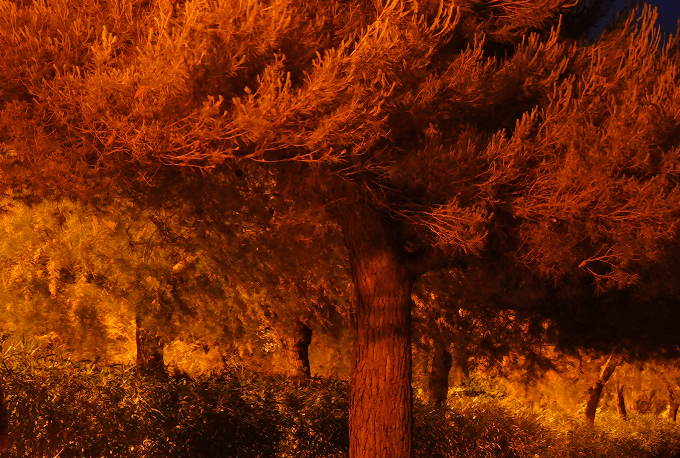 Alberi di notte
