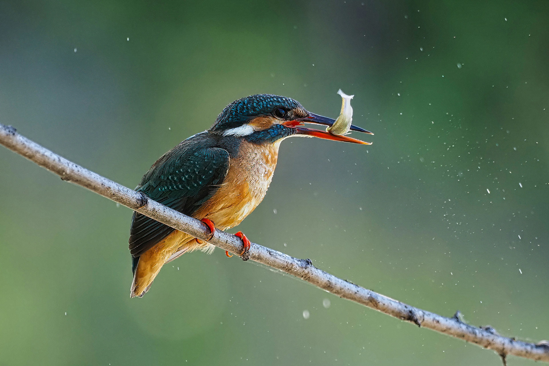 Martin... fisherman!