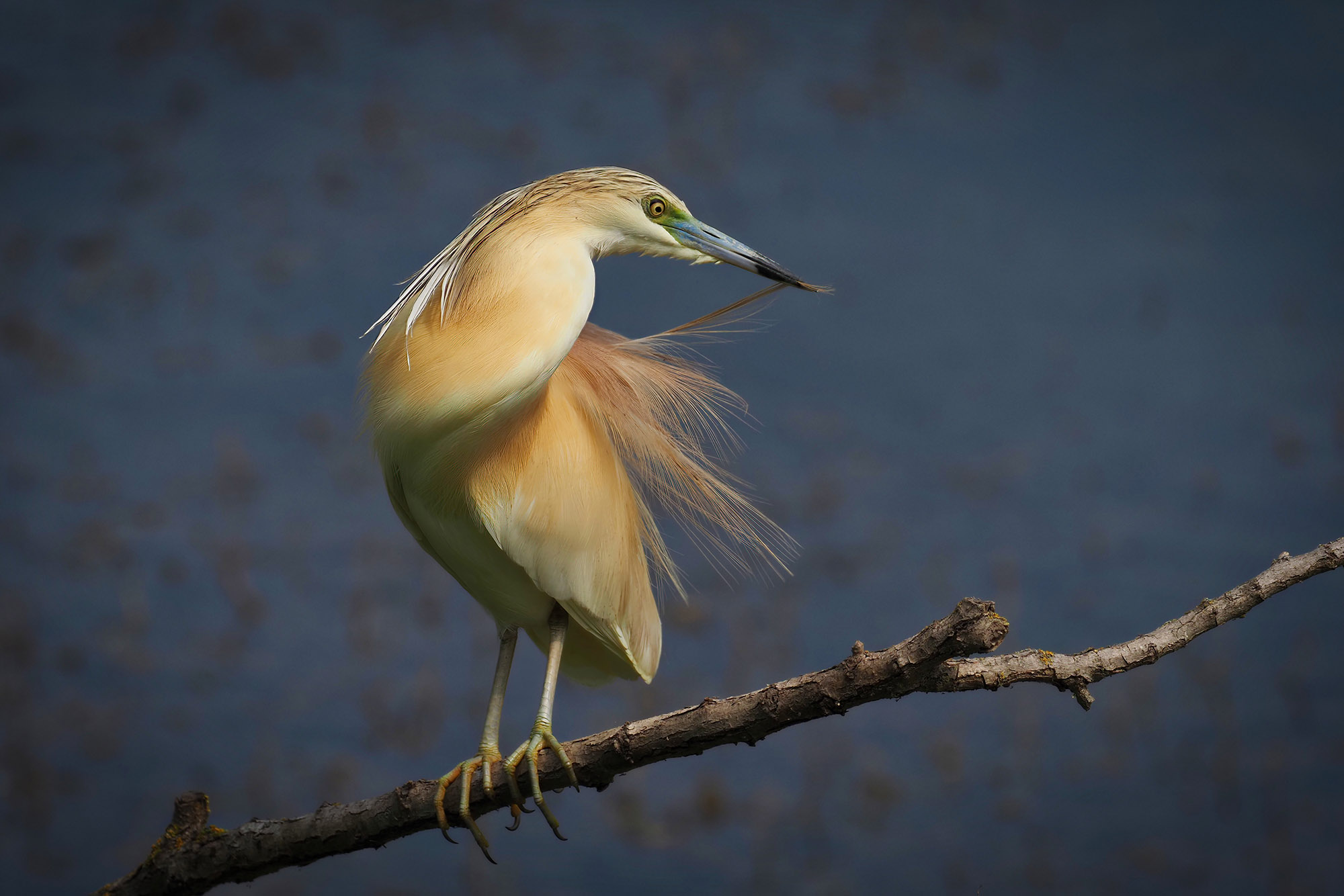Sgarza Tuftetto, she's beautiful.