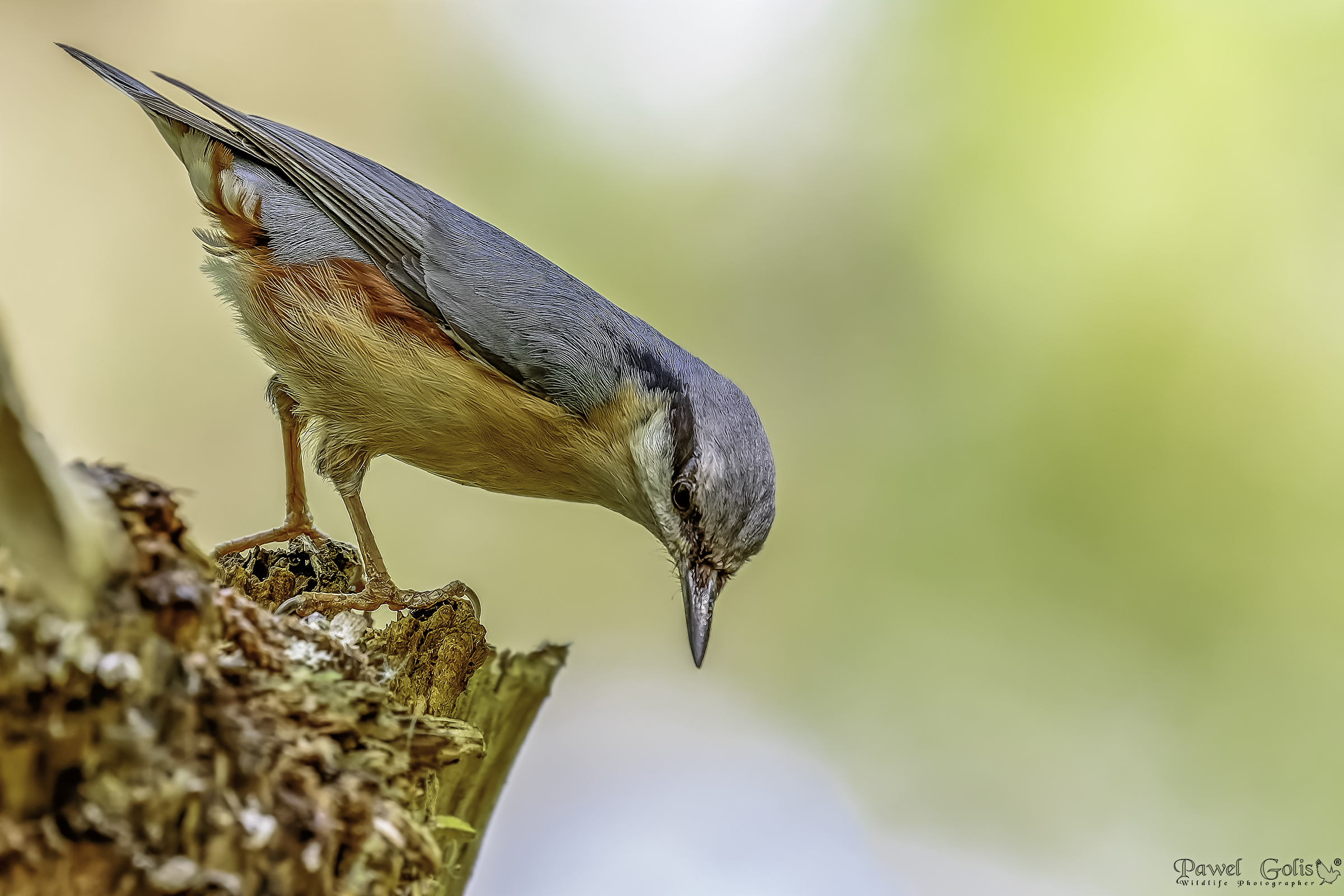 Nuthatch (Sitta europaea)