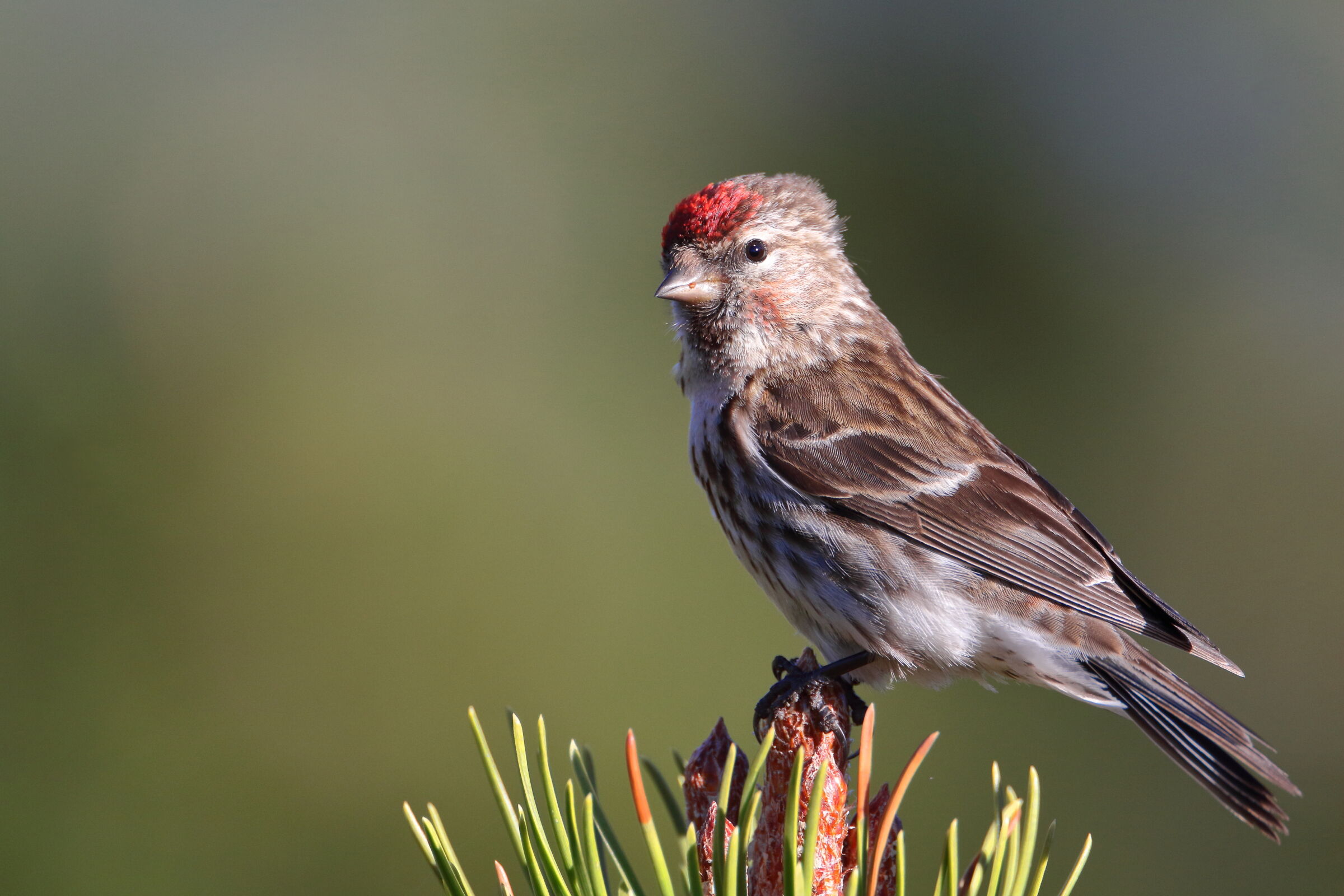 Organetto su pino mugo