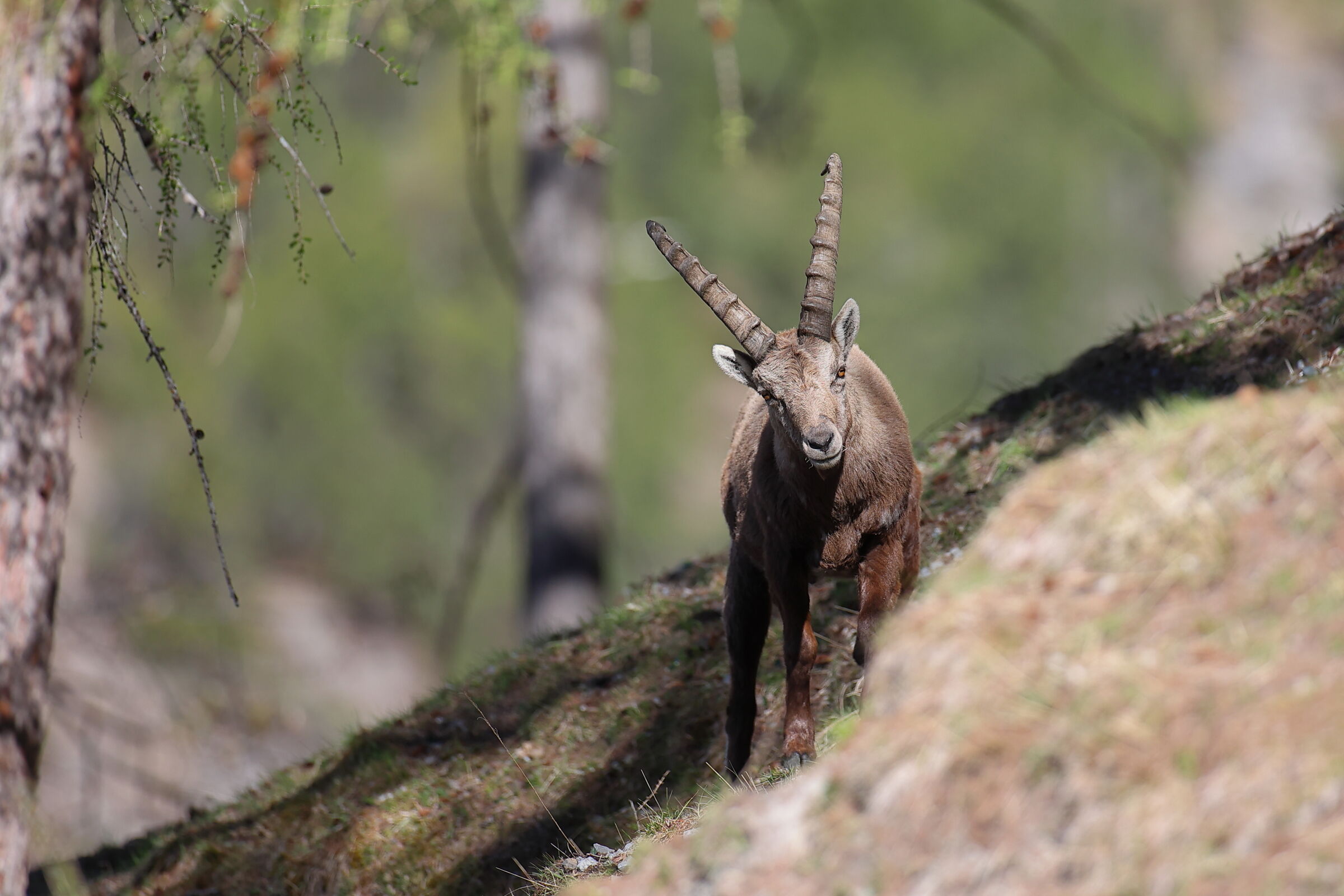 Young Male Ibex