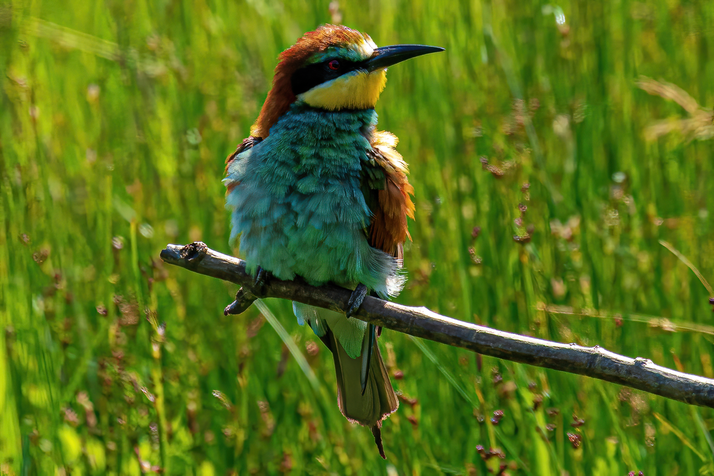 Gruccione spettinato