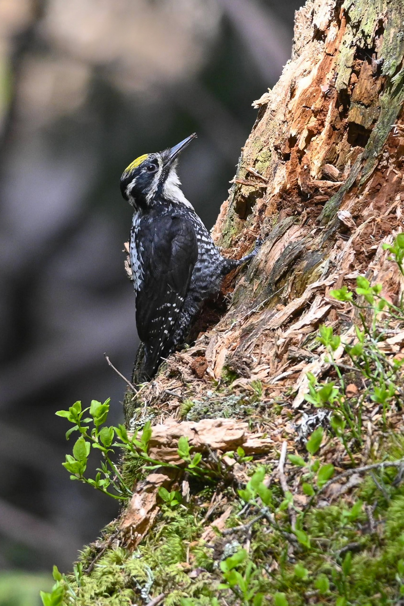 Tridattilo in ricerca cibo