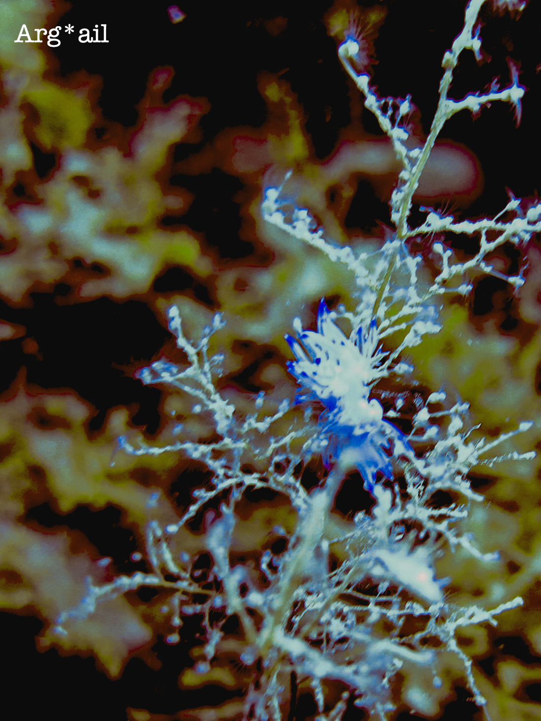 Nudibranch