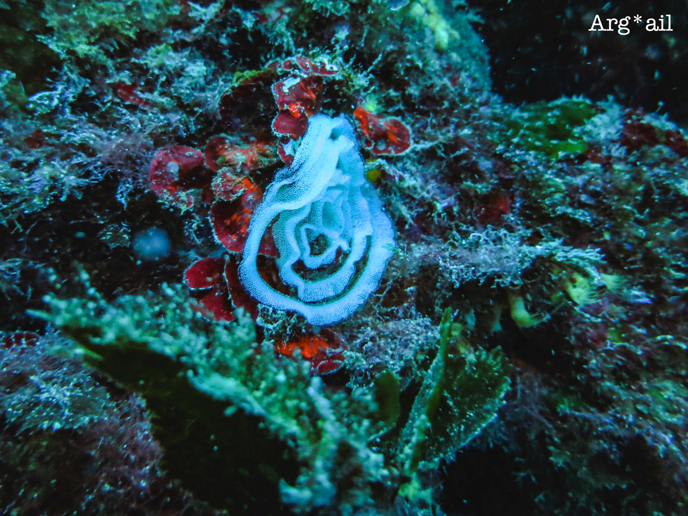 nudibranch eggs