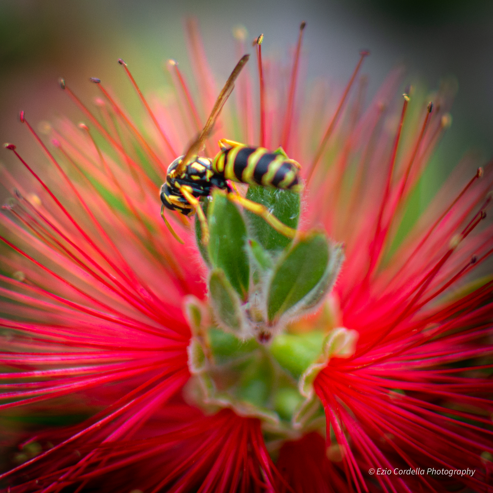 Vespa su Callistemon Laevis